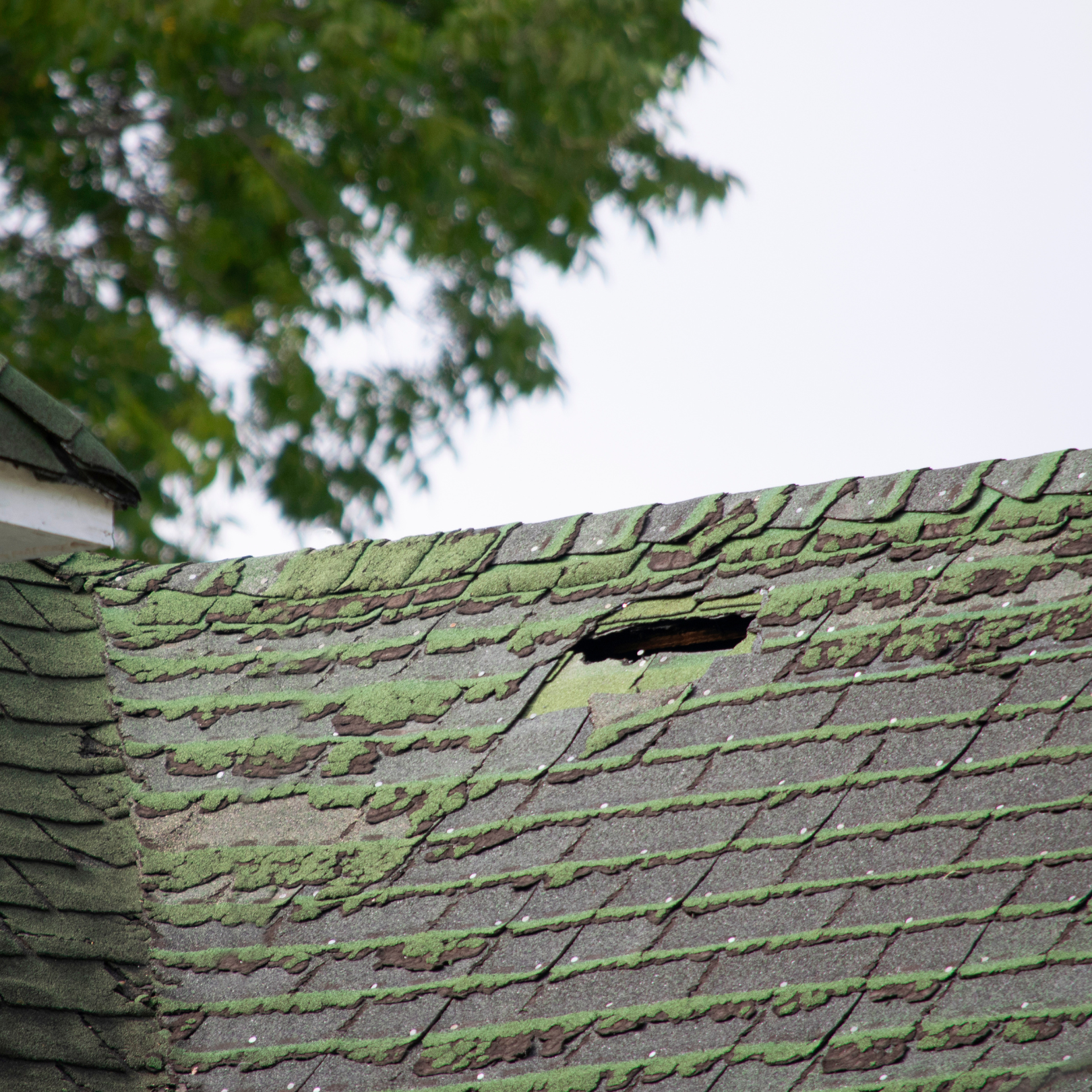 Siani Pest Control says fix your roof! 