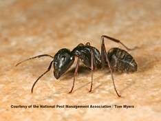 carpenter-ant-img_3011.jpg