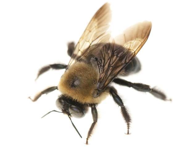 carpenter-bee-white-background.jpeg