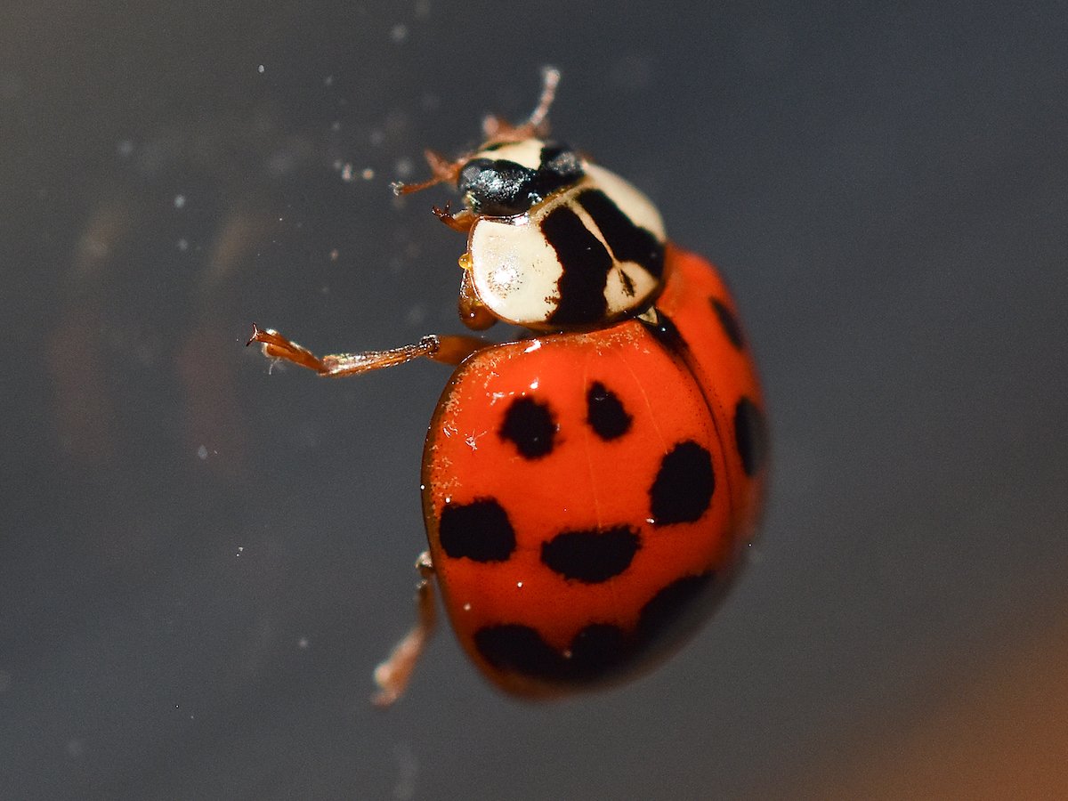 multicolored-asian-lady-beetle.jpg