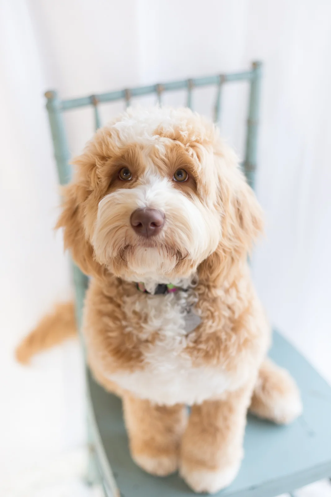 Wagging Tail Labradoodles