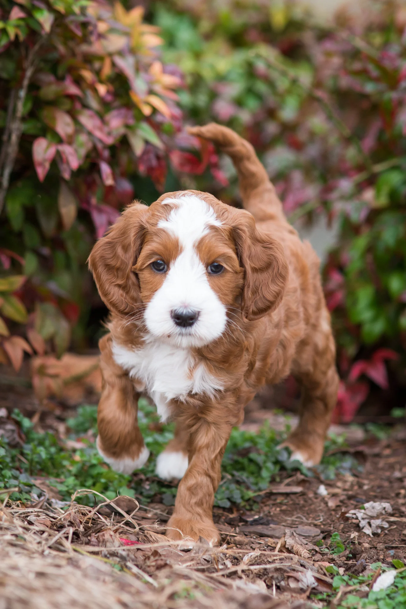 Wagging Tail Labradoodles