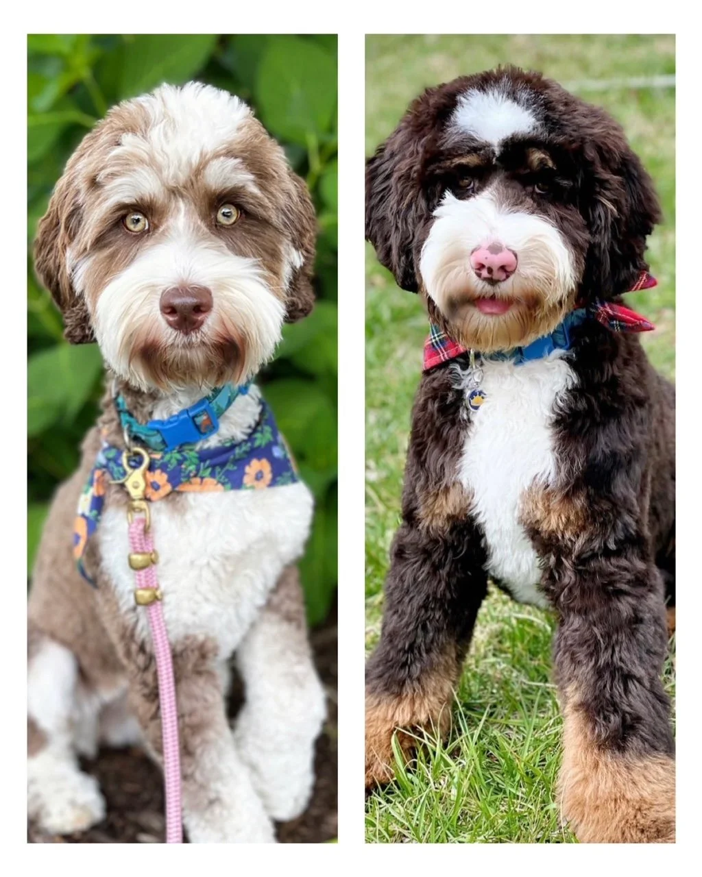 Puppies — Wagging Tail Labradoodles