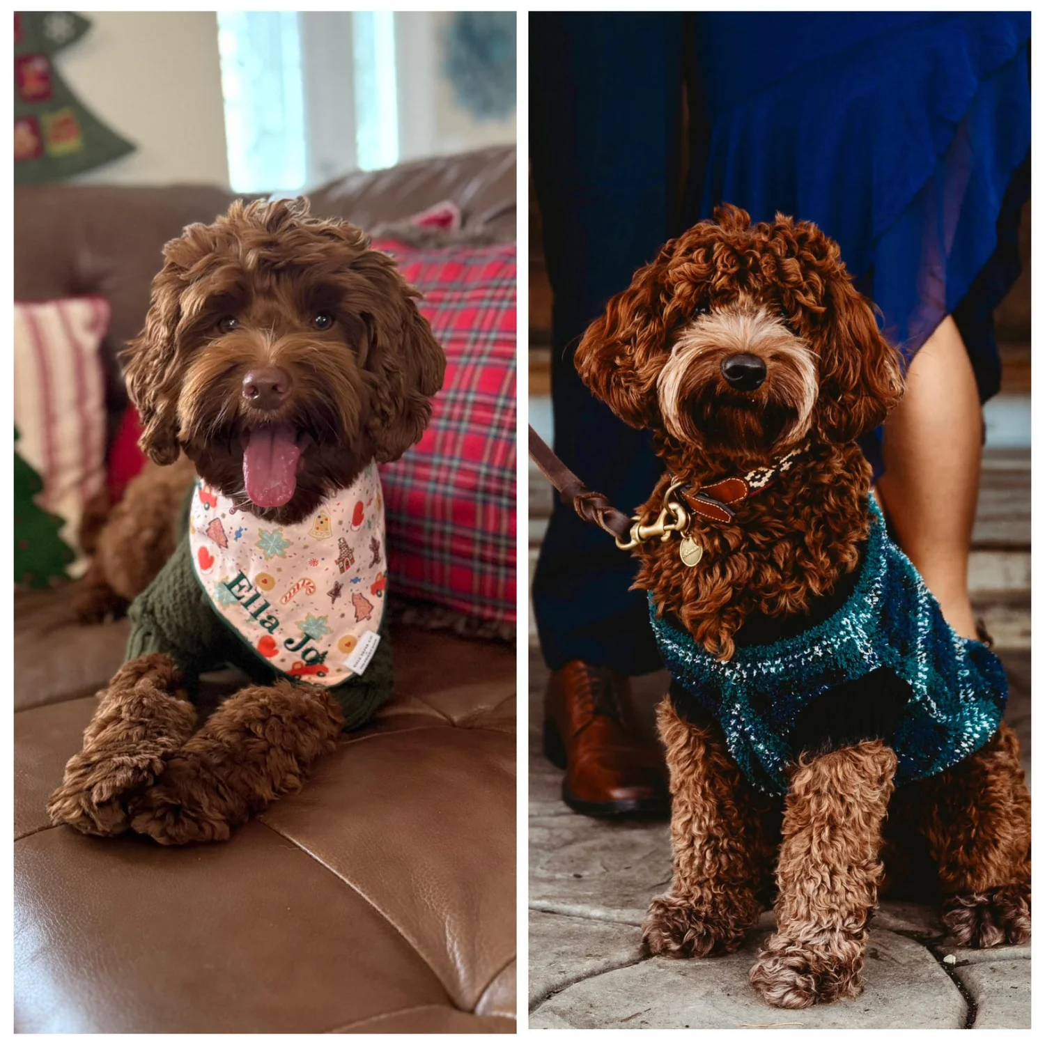 Planned Litters — Wagging Tail Labradoodles