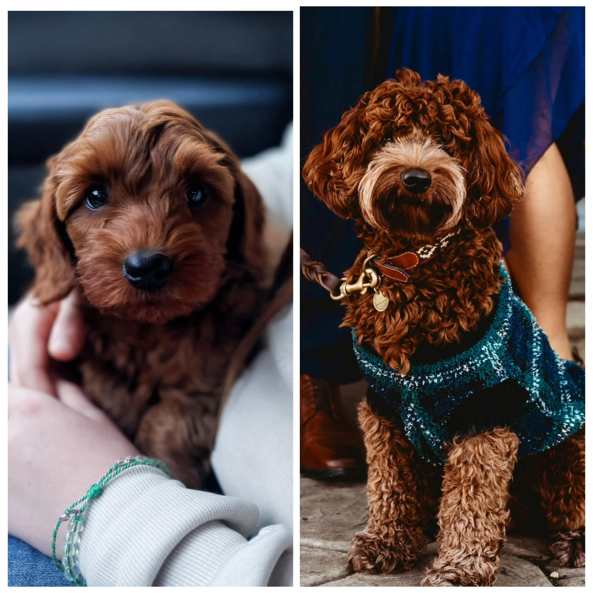 General 2 — Wagging Tail Labradoodles