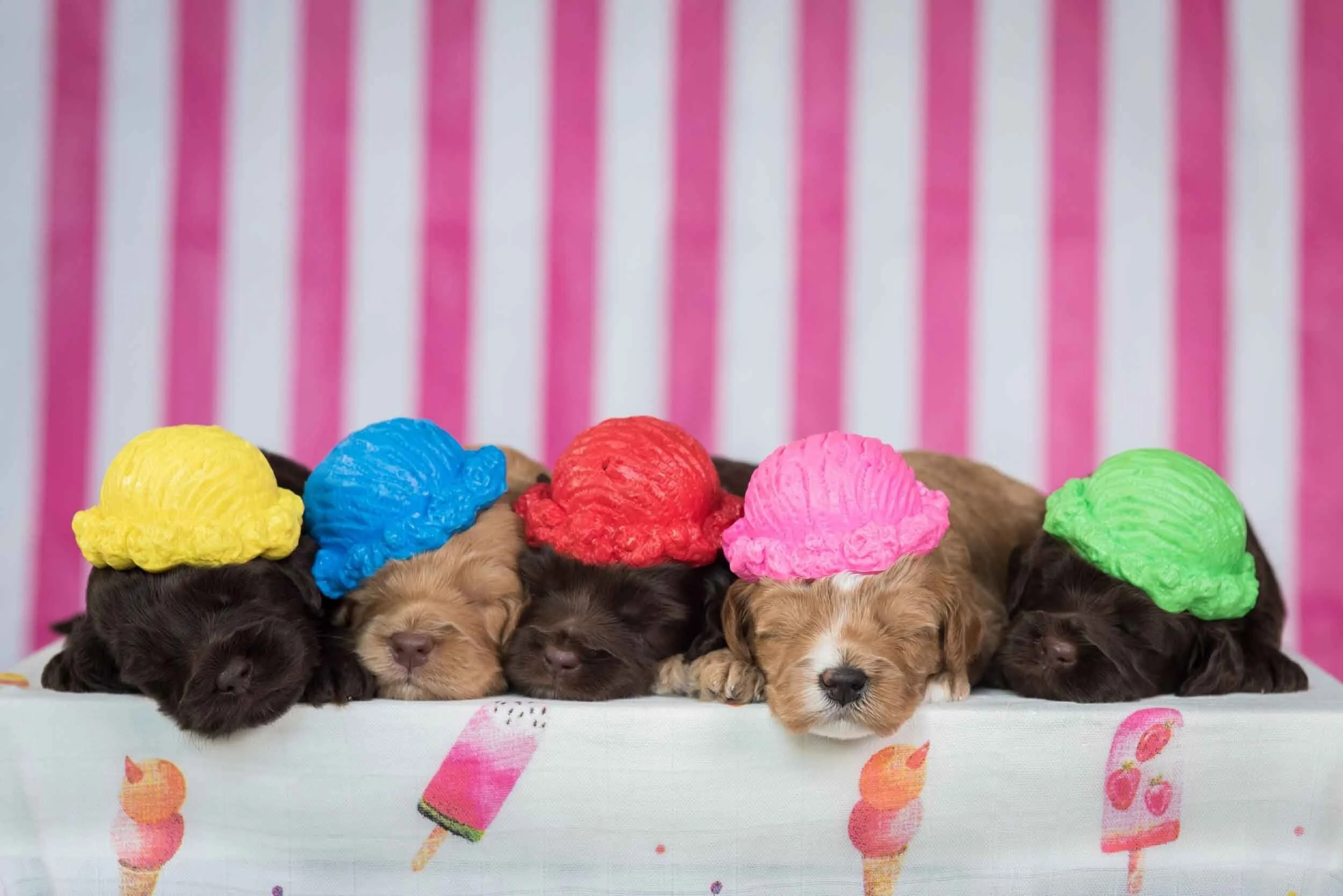 General 1 &mdash; Wagging Tail Labradoodles