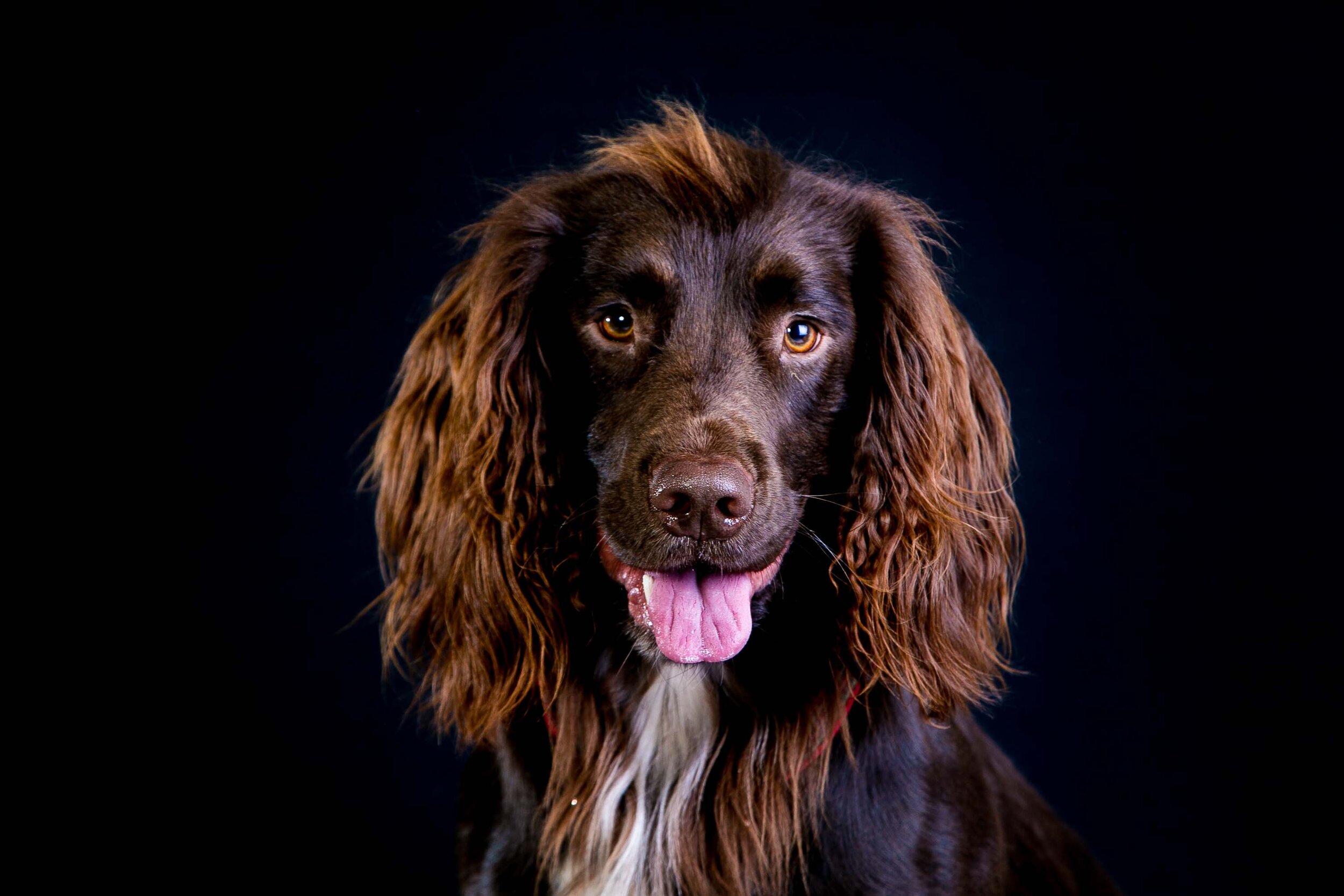dog 2 small res.jpg