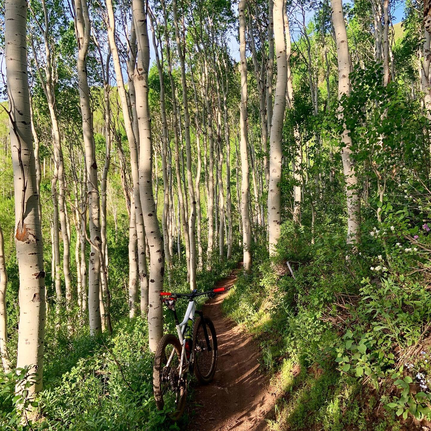 A little #trailtuesday action with a pic from #midmountaintrail in #parkcity last week. Can never get enough of those #aspentrees .
.
.
.

#getoutside #lovetheoutdoors #explorenewplaces #offthegrid #makeyourownparadise #trailsick #findadventure #utah