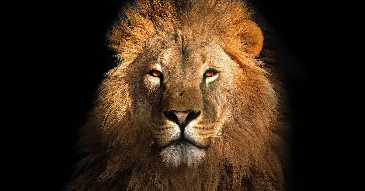 A Study on Courage           Part 1
