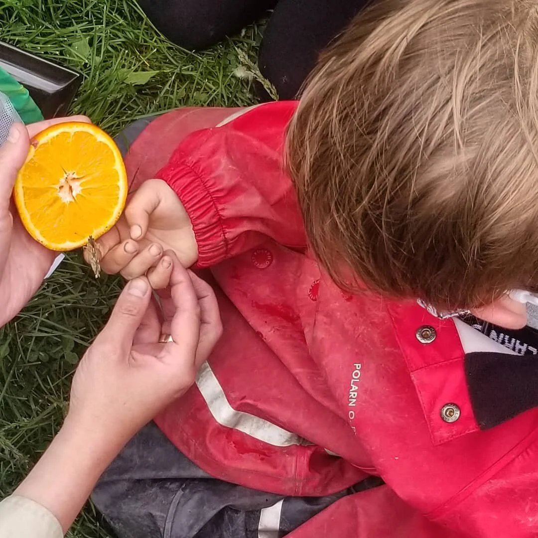 Forest Families released 10 butterflies that hatched lady week. The children were so gentle with the butterflies. There were long moments of quiet watching and bursts of excitement as they took off

#ForestSchool
#FSIL
#butterflies #ChicagoKids #ChiB