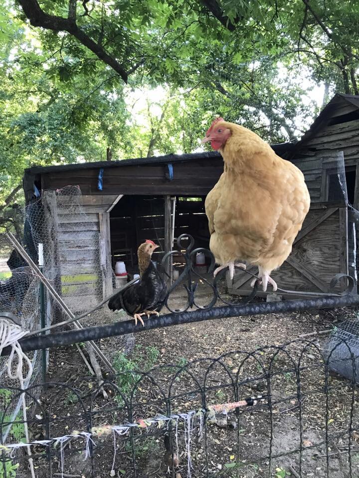 chicken on fence.jpg