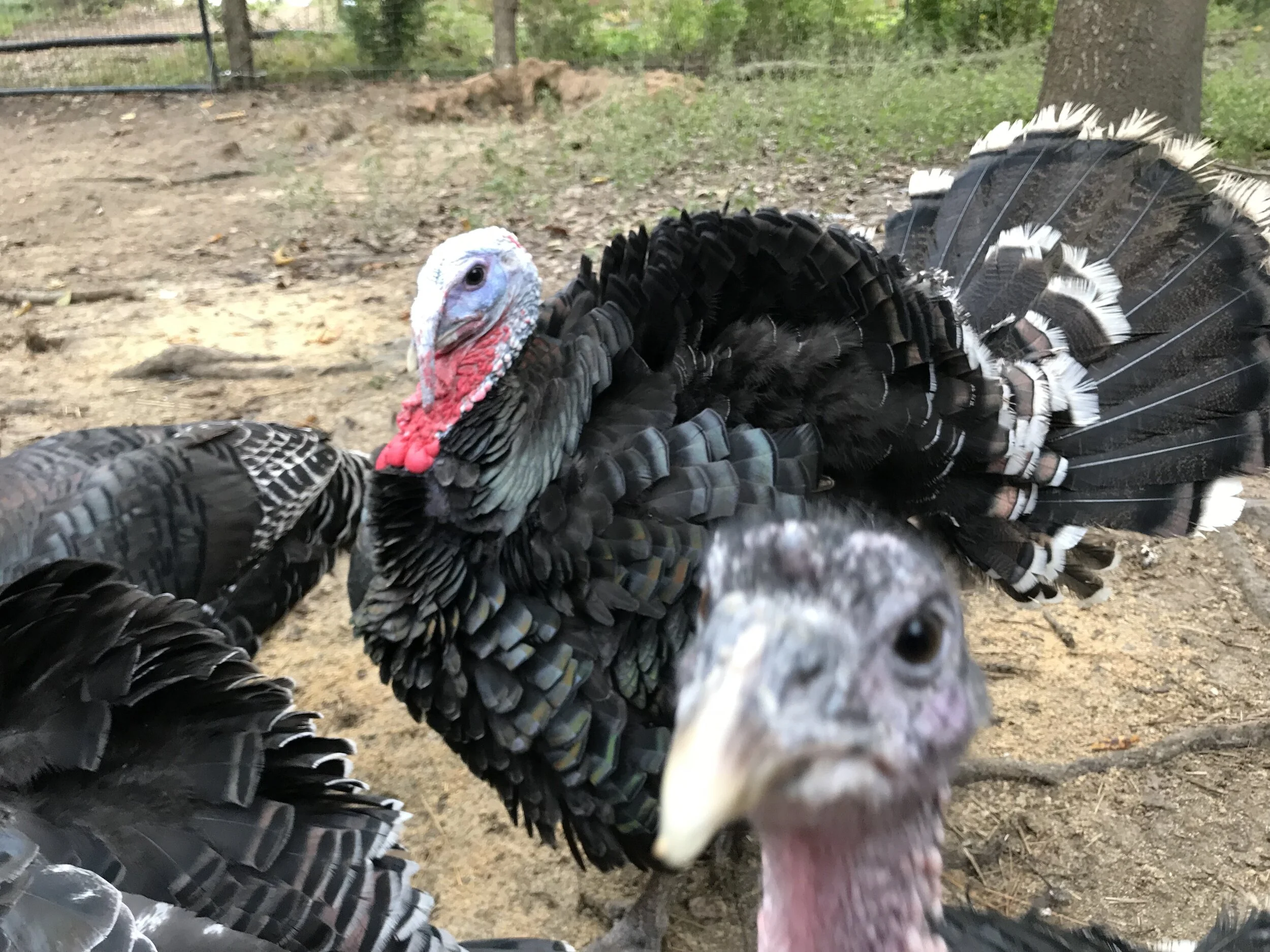 Five Forks Sustainable Farm
