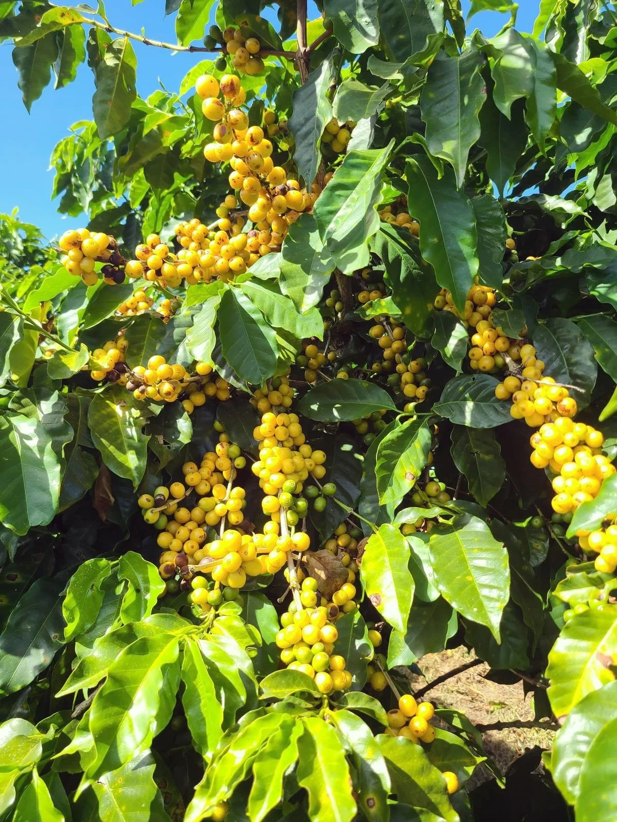 Every cup at Allelo Coffee starts in the hills of Minas Gerais, Brazil, where the 2026 harvest season is now underway.

From May through September, ripe coffee cherries are carefully hand-picked, then sorted, dried, rested, and shipped to D.C.

So yo