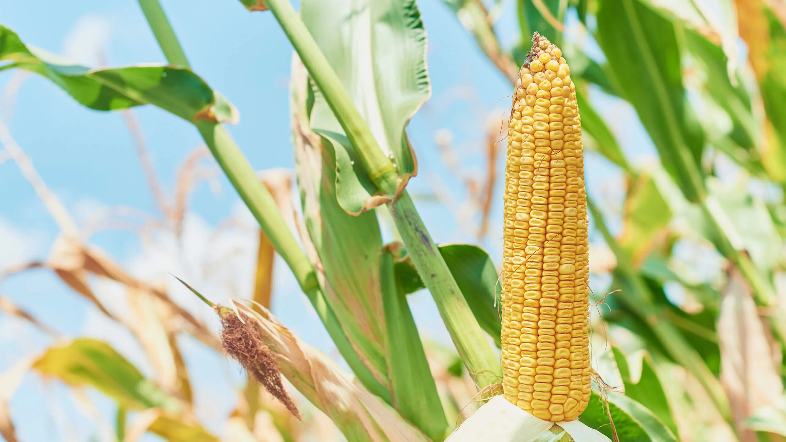 Wiping Woes: 10 Strange Methods Before TP