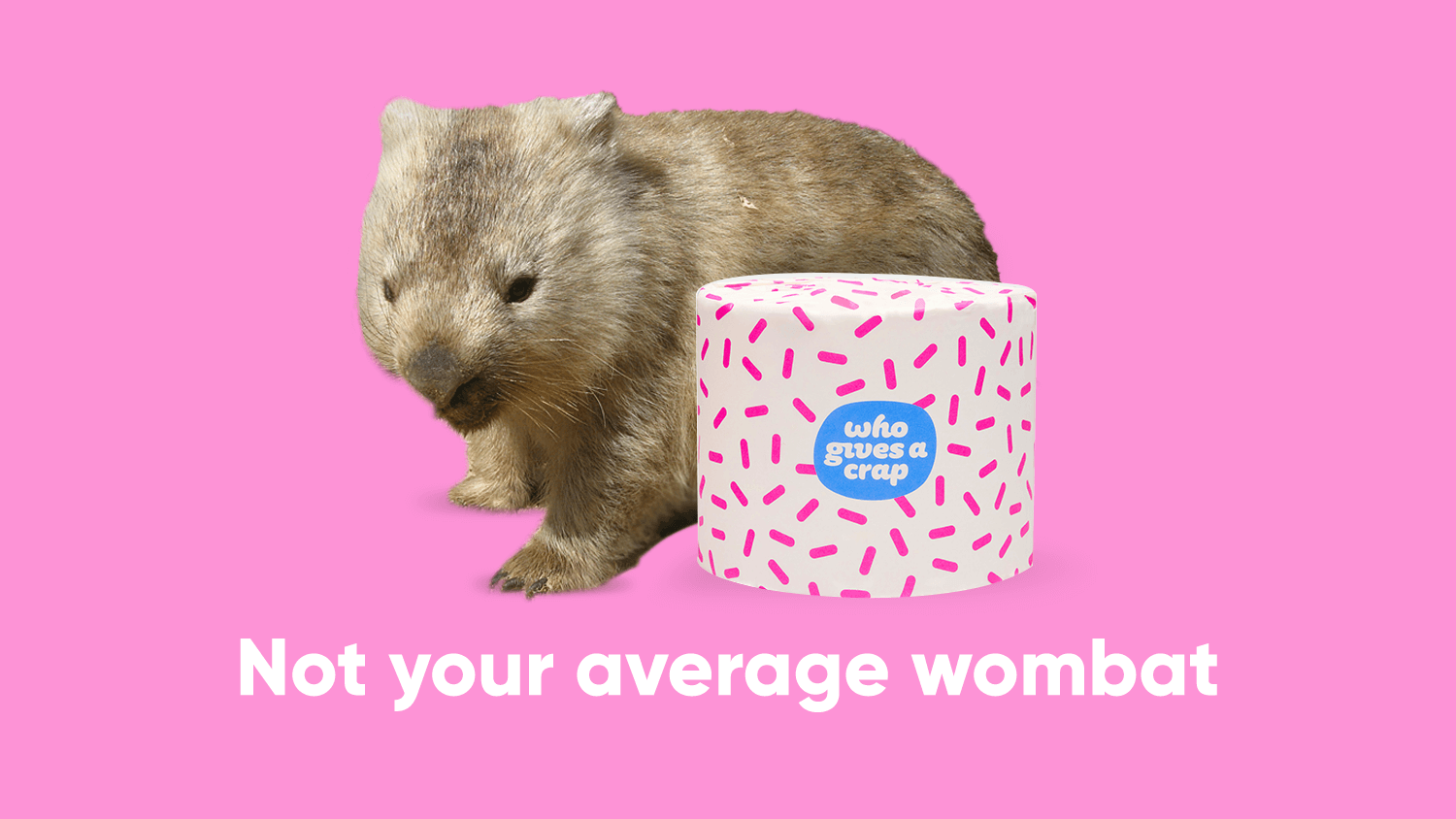 Why is a wombat taking over our Twitter?
