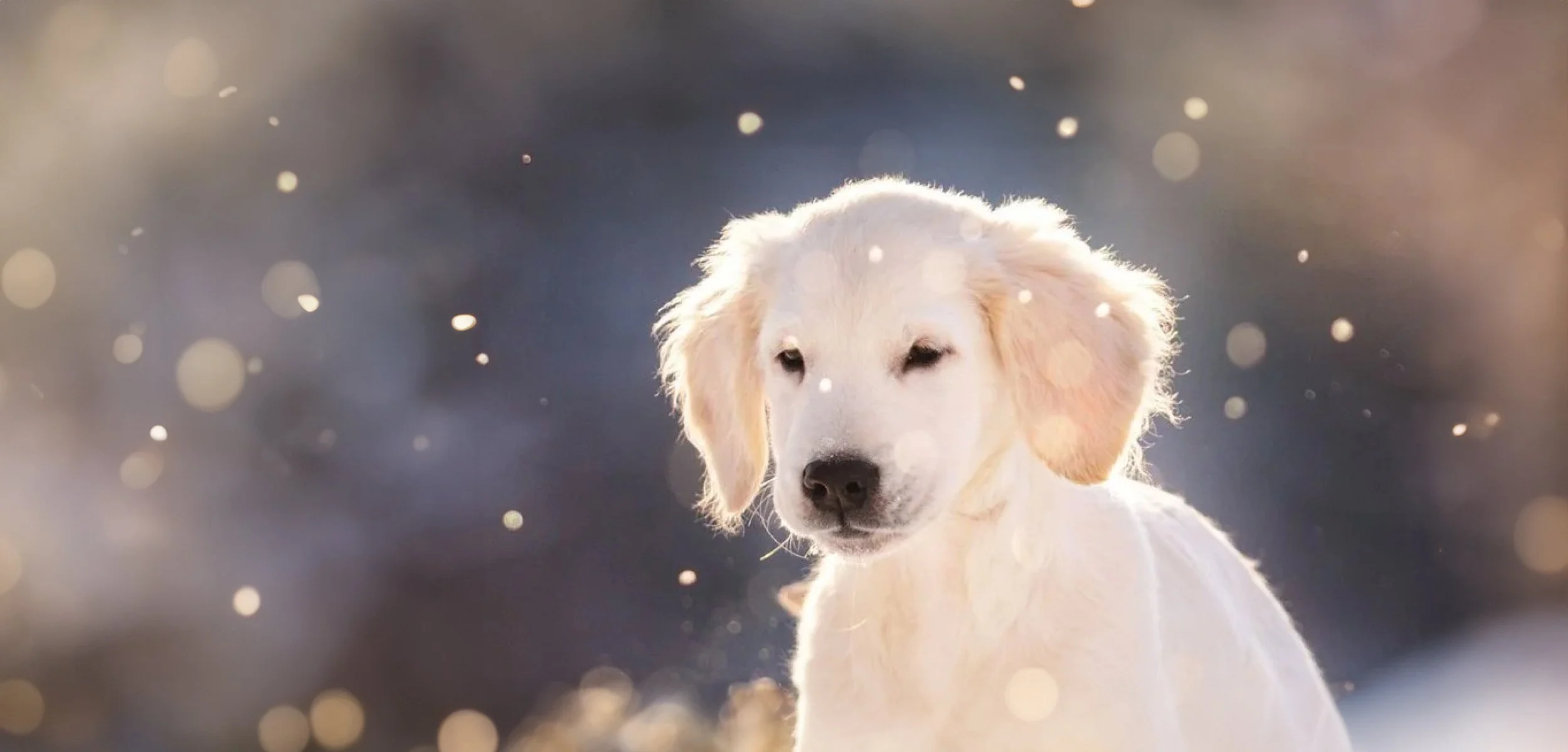 golden+retriever+snow.jpg