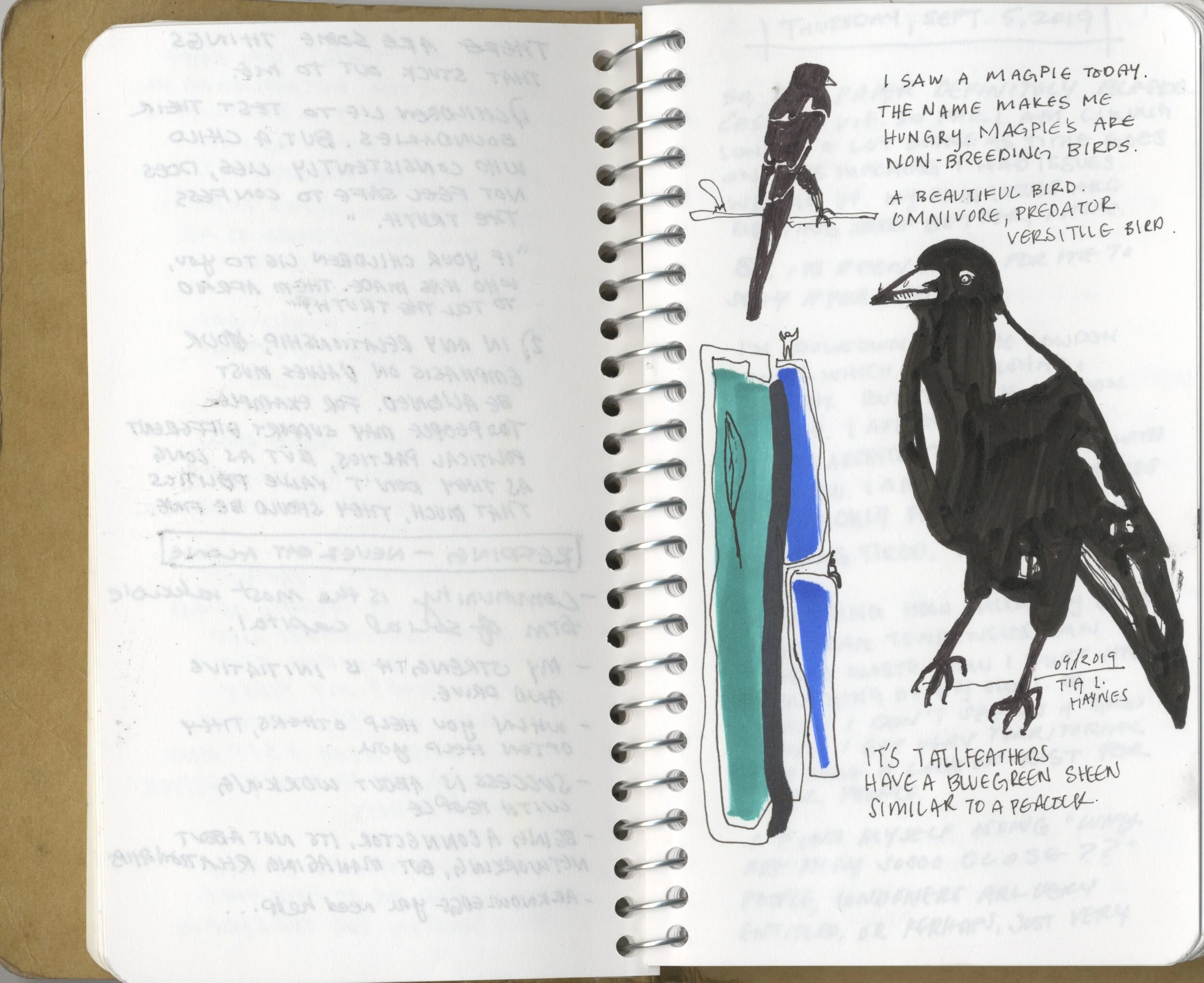 3 Magpie  in the  Park.jpg