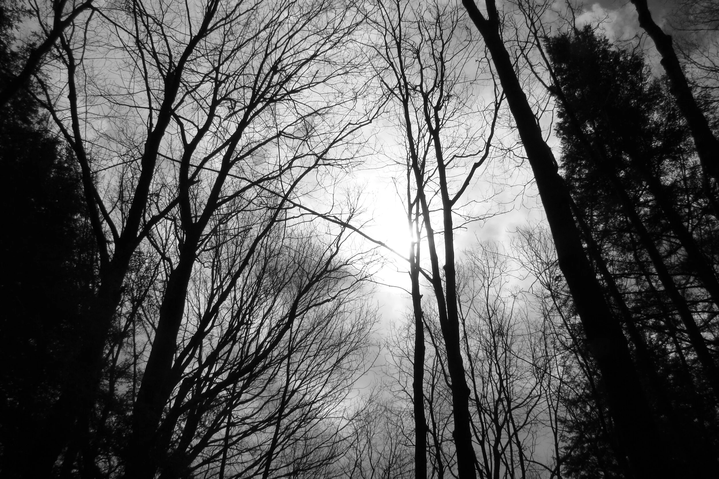 Into the Woods for One Lifetime