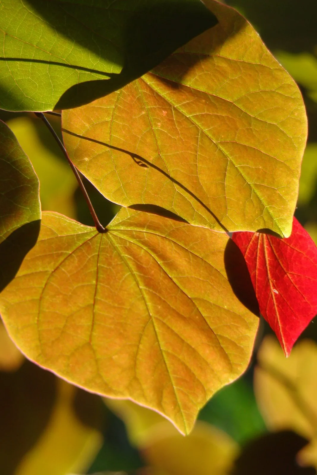 A Heart in Baltimore County!