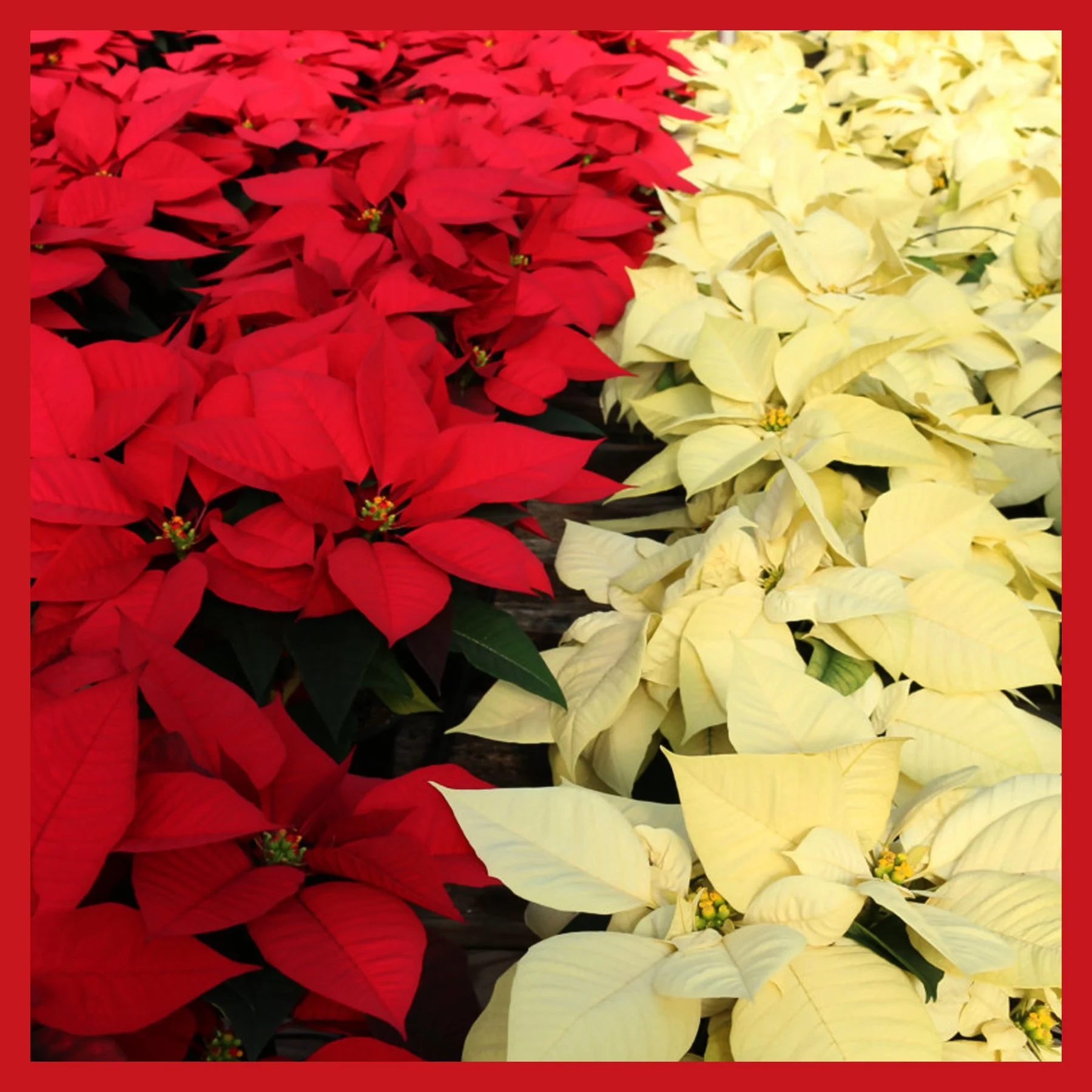 Poinsettia.jpg