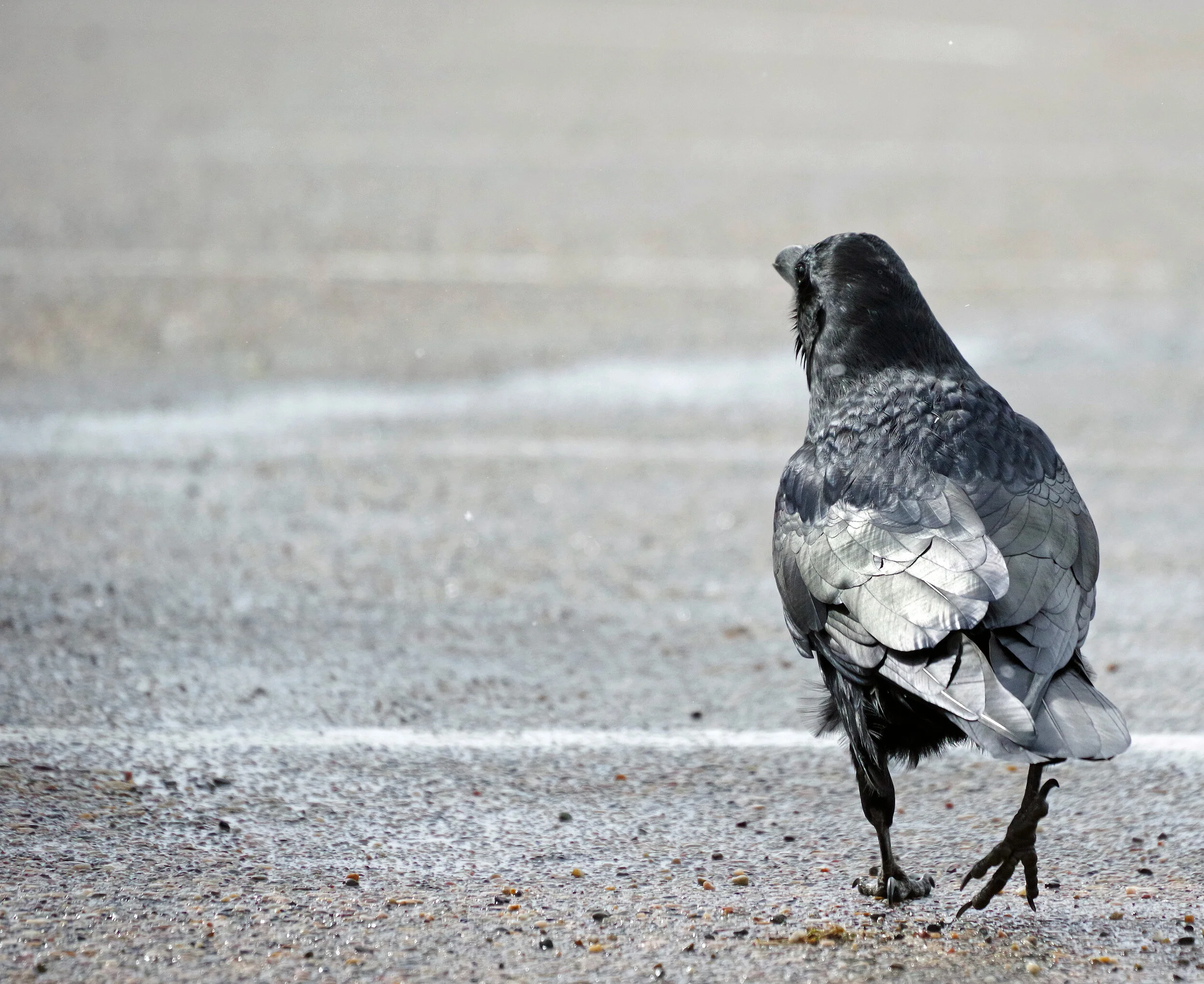 Walking raven.jpg