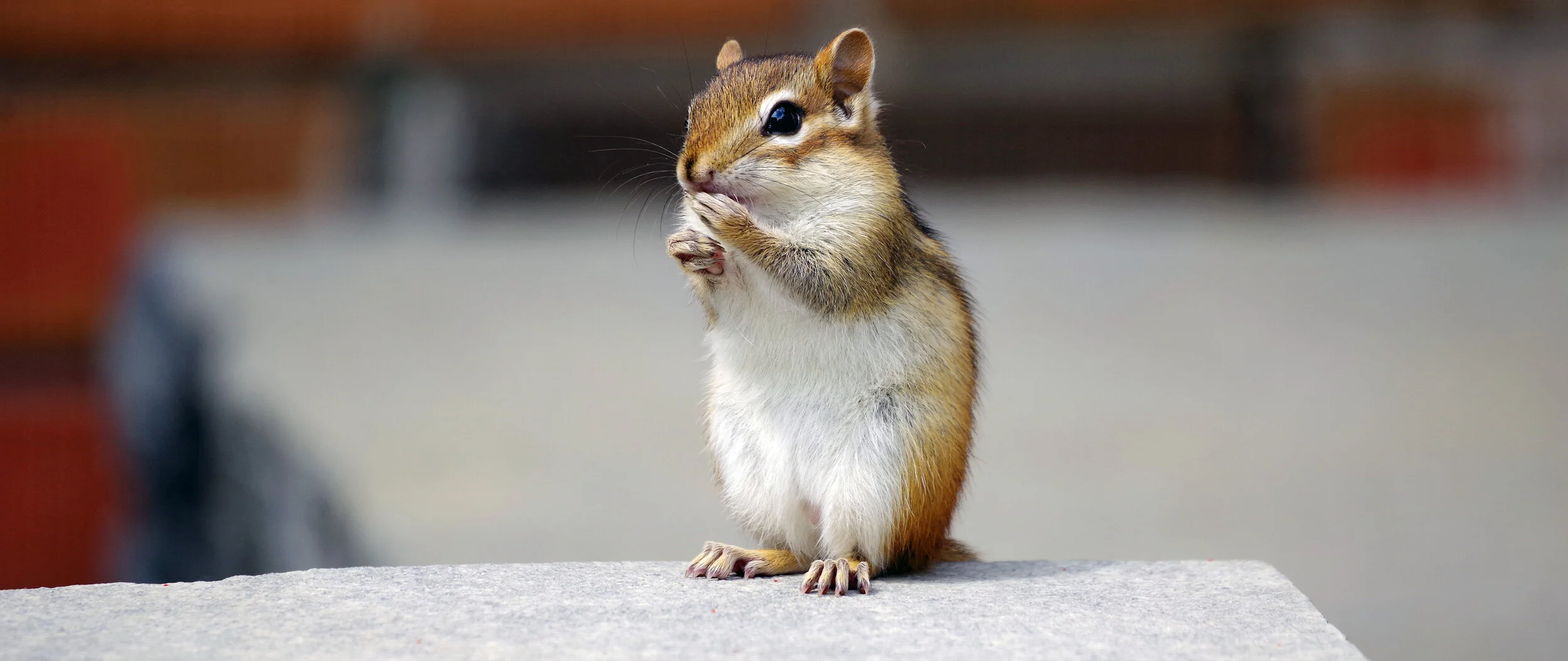 Chipmunk.jpg