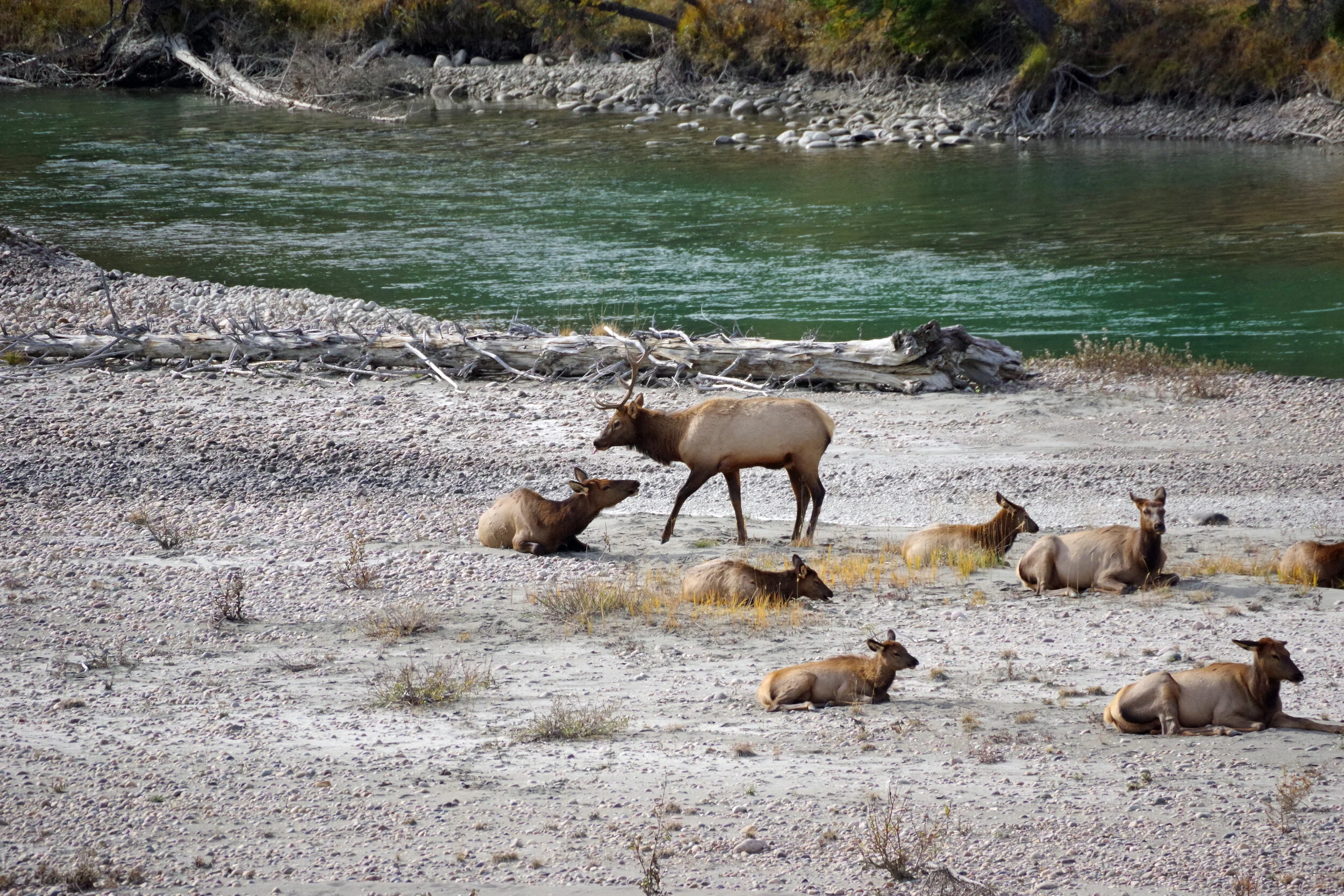 Group of elk sitting and laying down together