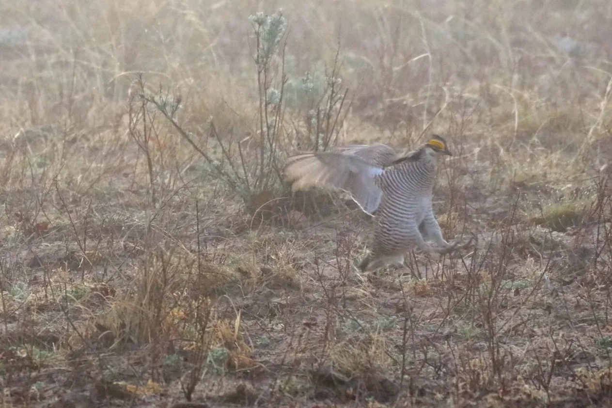 A Chukar partridge running across dry grass and small bushes.