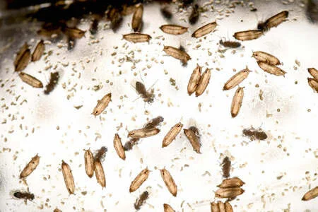 Ancient Hunting Genes Mean Flies and Humans Are Split Into Two Tribes