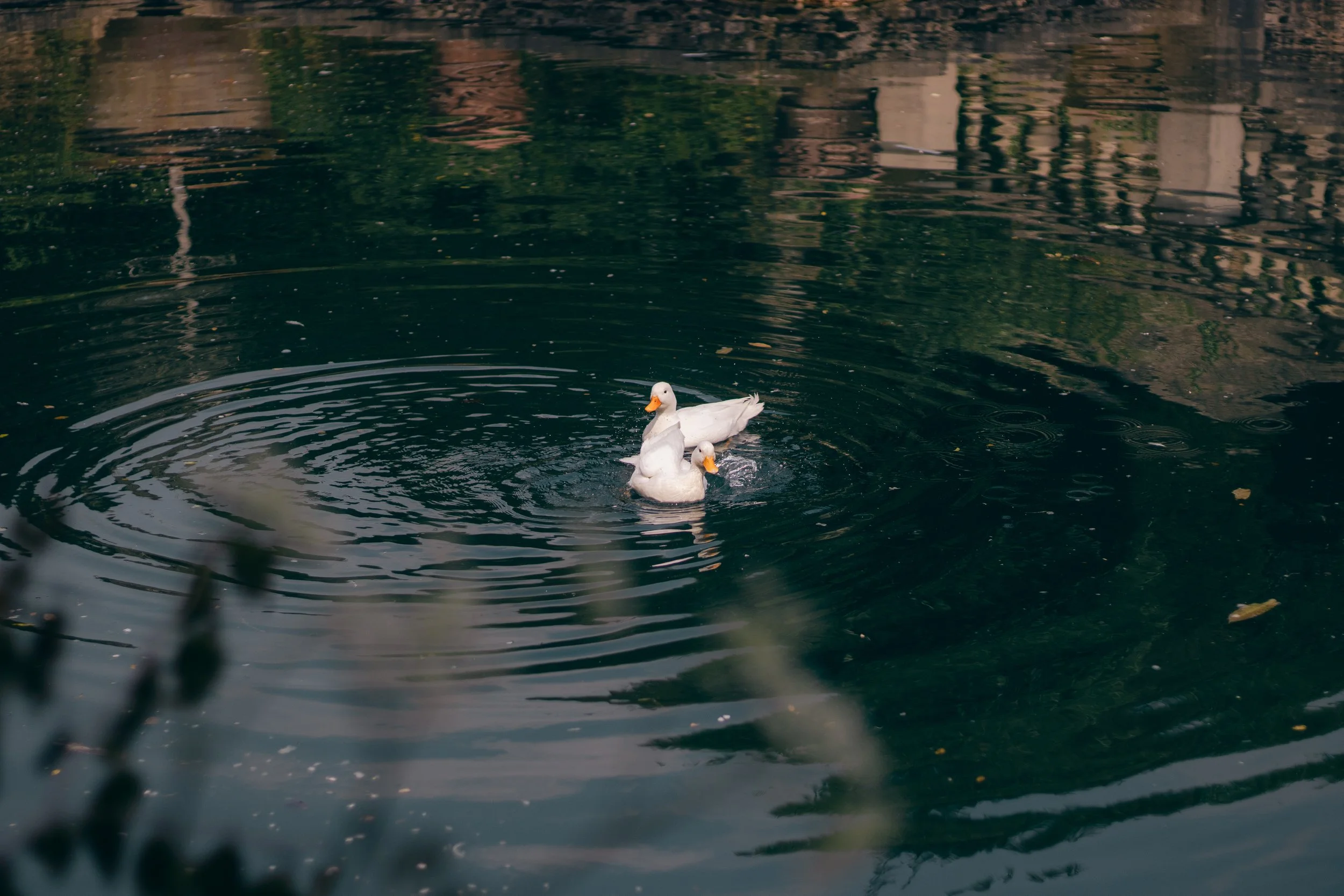 Two white ducks swimming in a dark green pond with ripples and reflections of nearby structures.