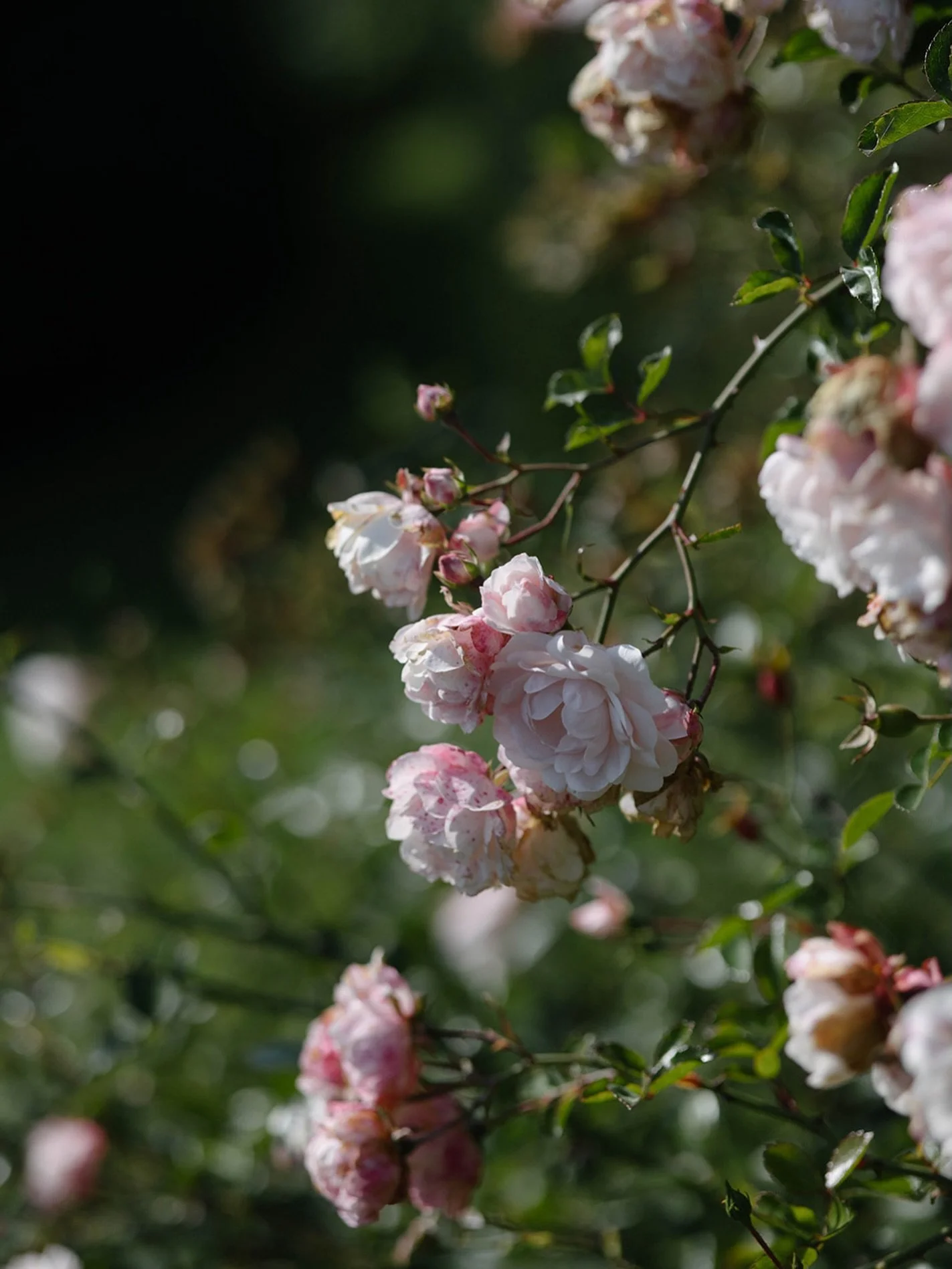 This year I wanted my Mother&rsquo;s Day flowers to feel thoughtful, considered and clearly inspired by the feeling that early spring brings
I&rsquo;ll be creating a small, seasonal Mother&rsquo;s Day collection inspired by the first flowers of the y