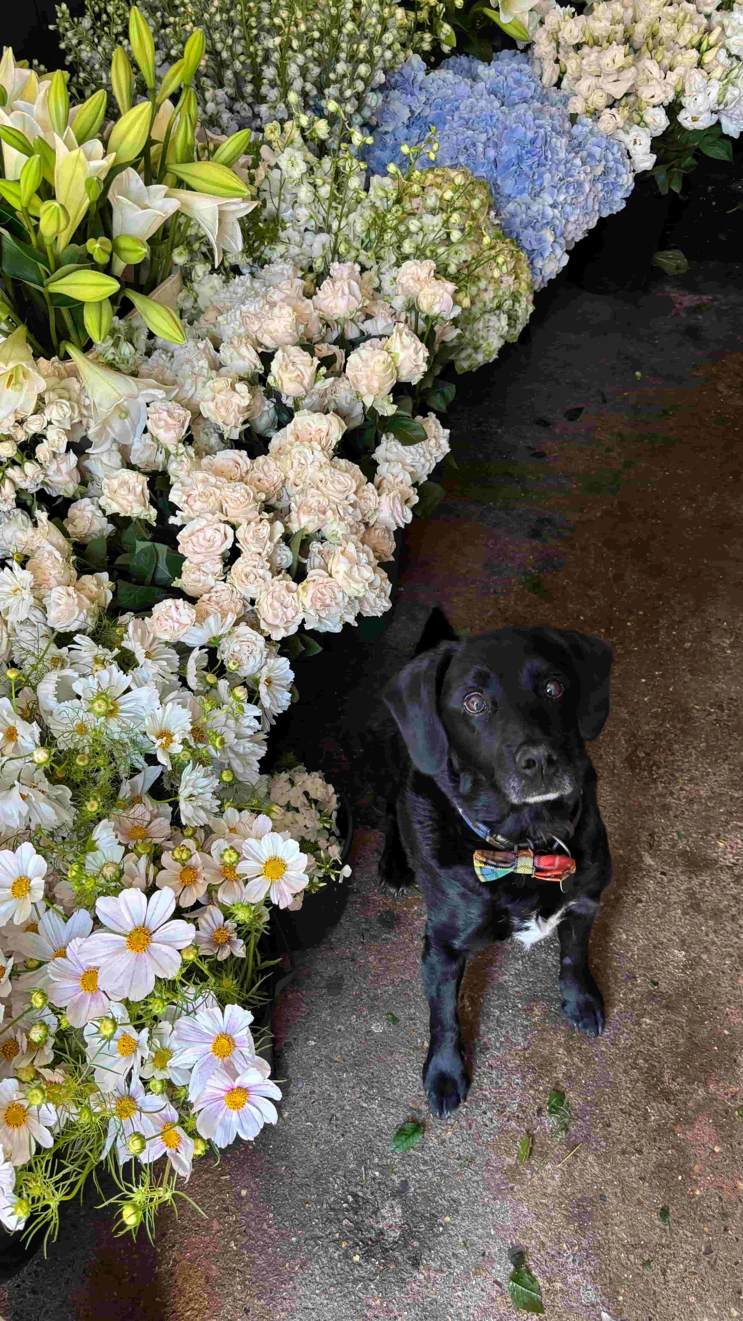 Finley the dog beside buckets of white and blue wedding flowers in The Botany House studio
