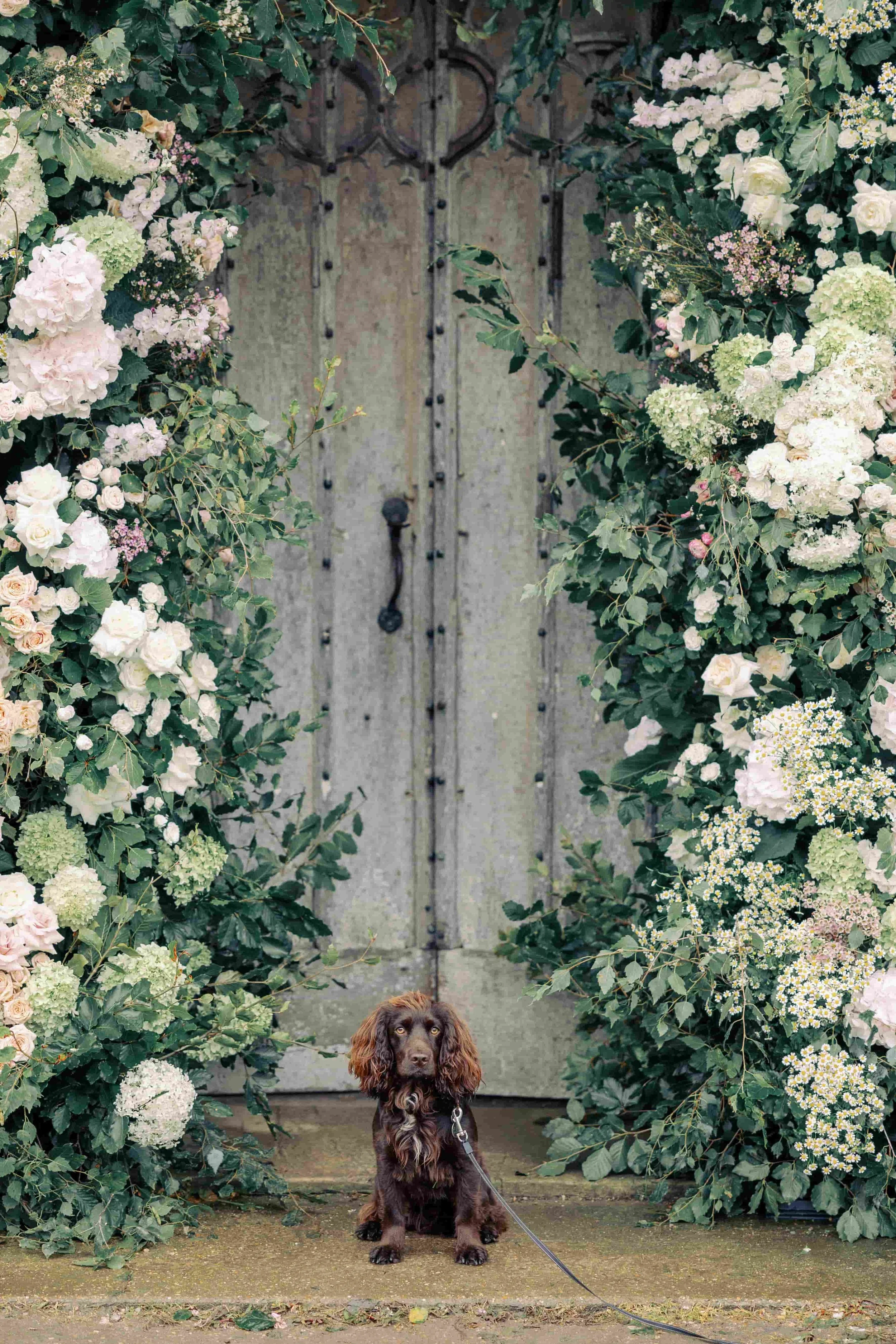 A small brown dog with long ears sits in front of a stone pathway with a wooden gate, surrounded by lush floral bushes with white, pink, and green flowers.