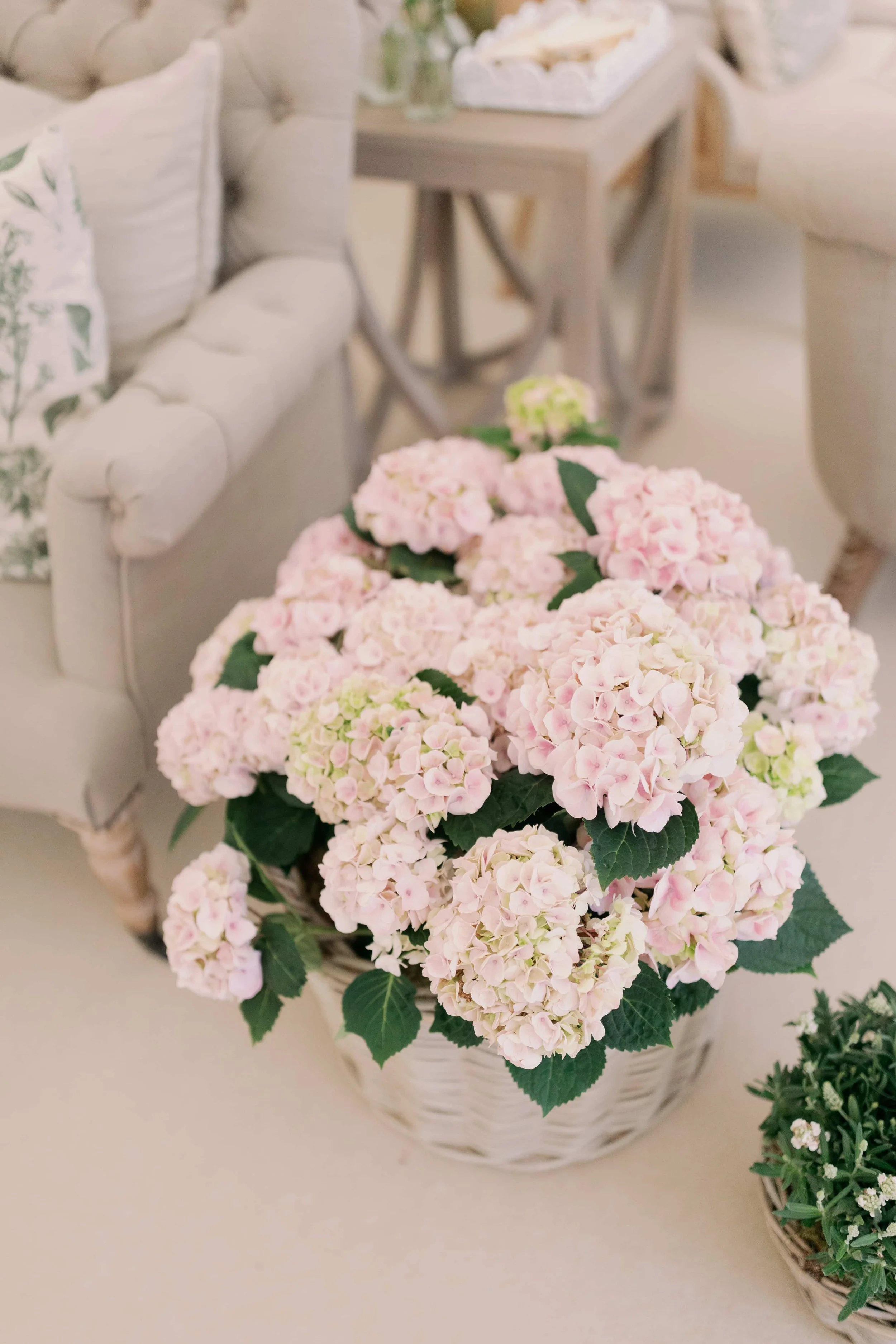 A basket of pink hydrangea flowers on a table in a cozy, cream-colored room. Norfolk village wedding by The Botany House Wedding Florist. Luxury wedding florals
