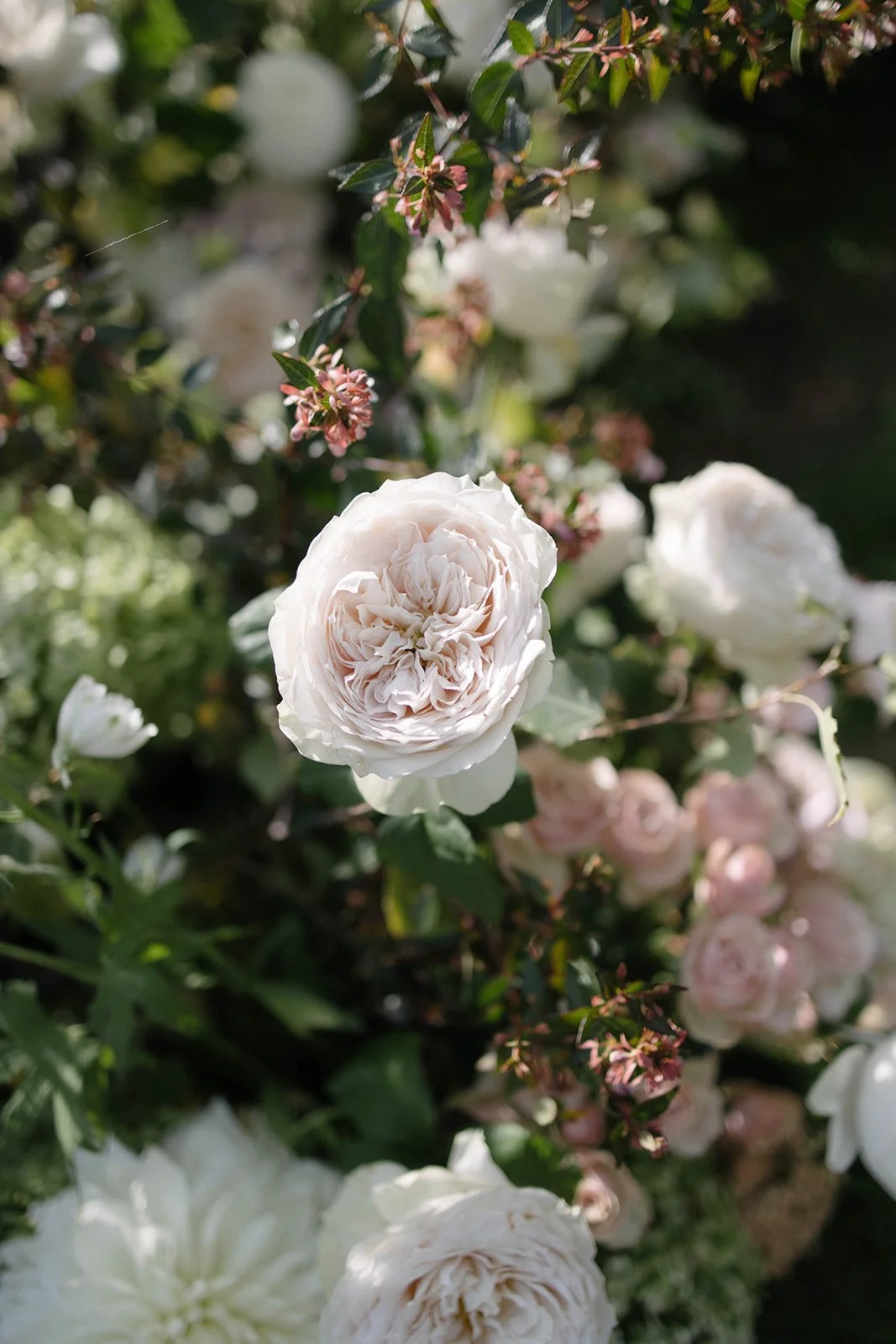 Close-up of light pink and white roses blooming in sunlight, styled for a Cornwell Manor wedding by The Botany House, best luxury wedding florist, in collaboration with Attabara Studio.