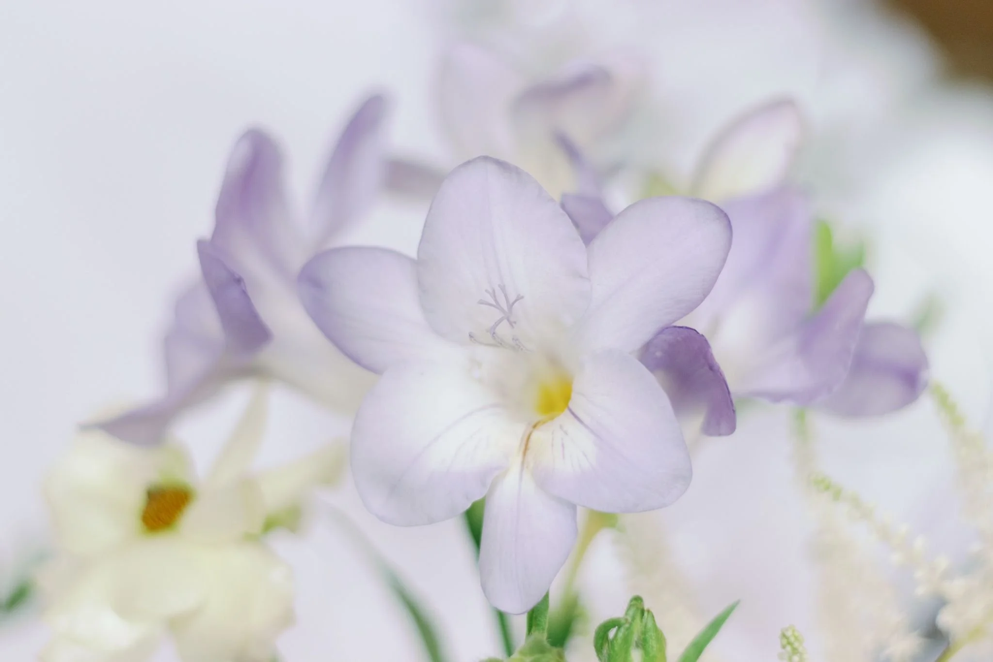 Close-up of light purple and white flowers with soft backgrounds