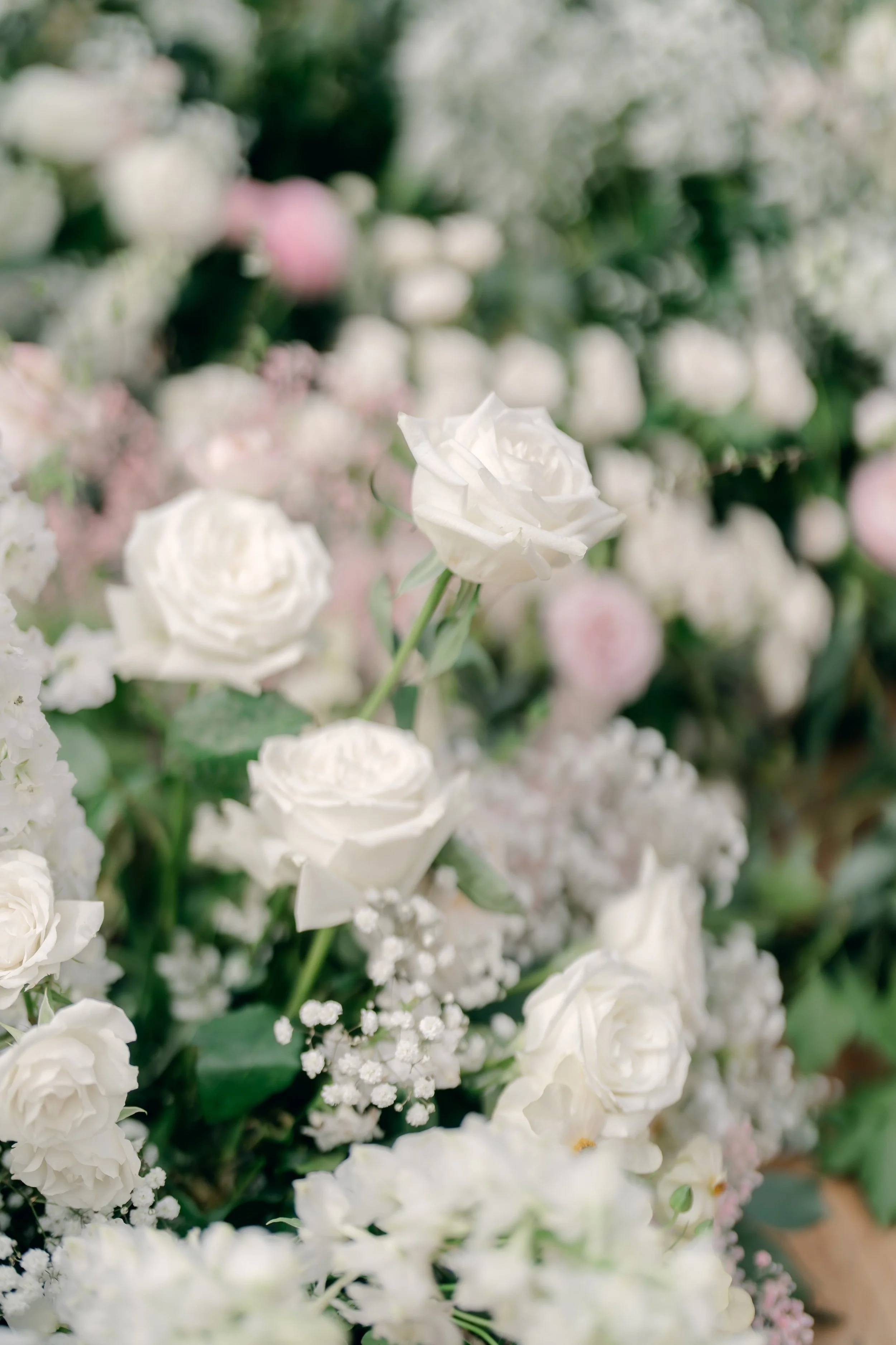 A close-up of white roses and small white flowers with blurred background of similar flowers.