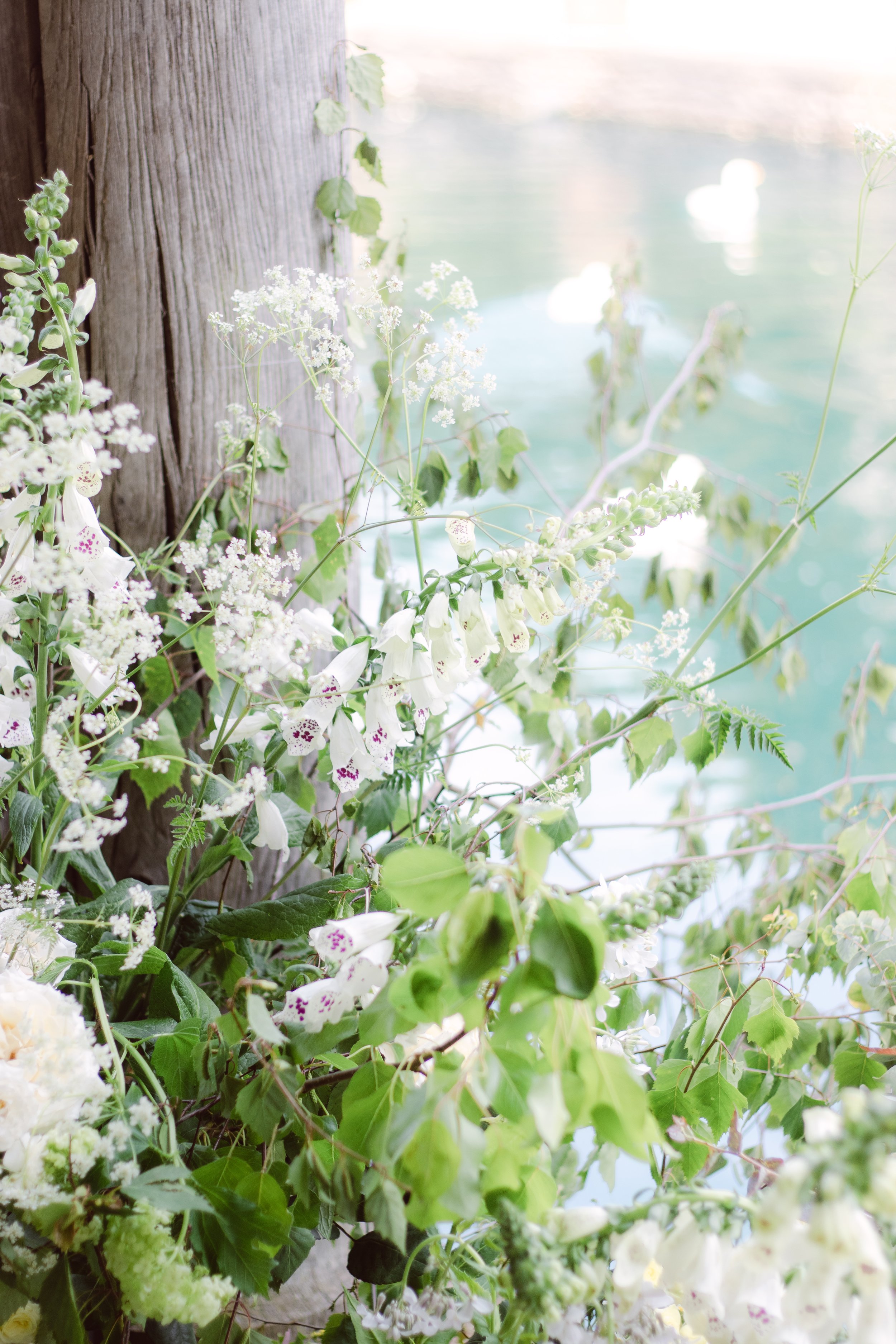 White flowers and green leaves growing along a wooden post near a body of water with sunlight in the background.