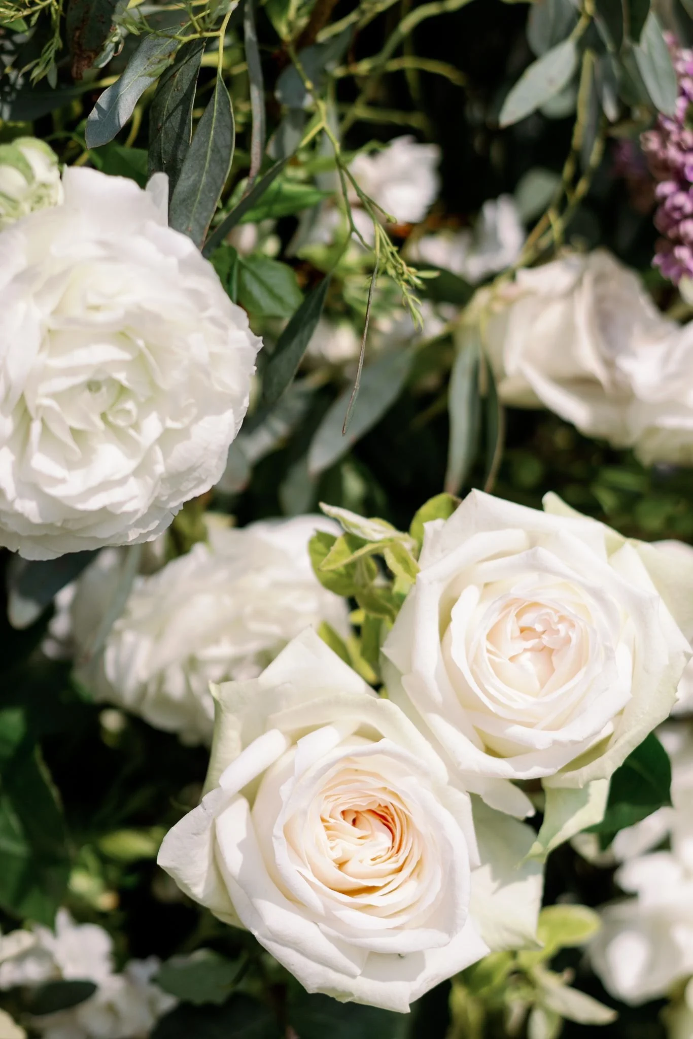 White roses in a garden setting
