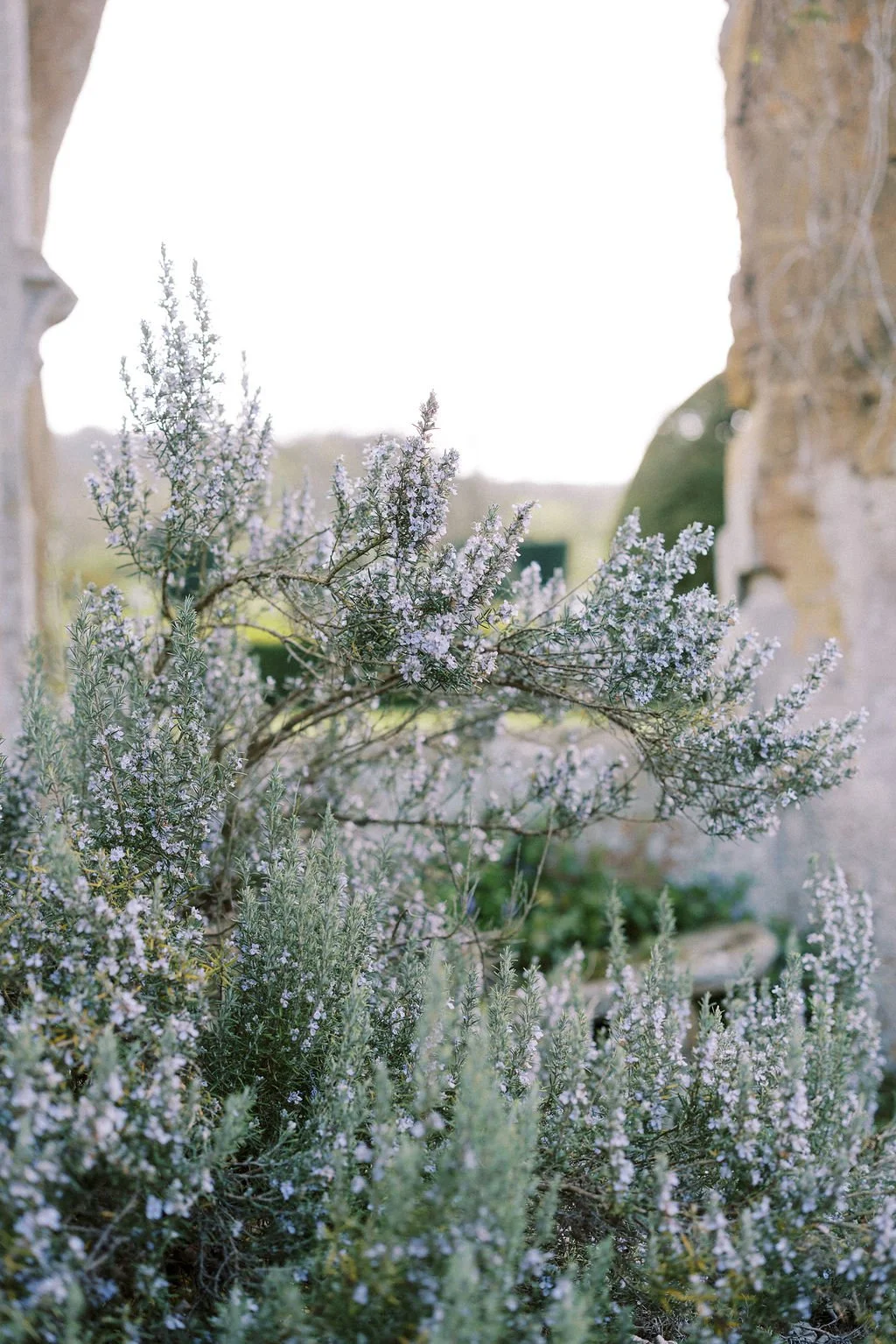 A close-up of lavender plants with small purple flowers and green foliage, outdoors with blurred background.