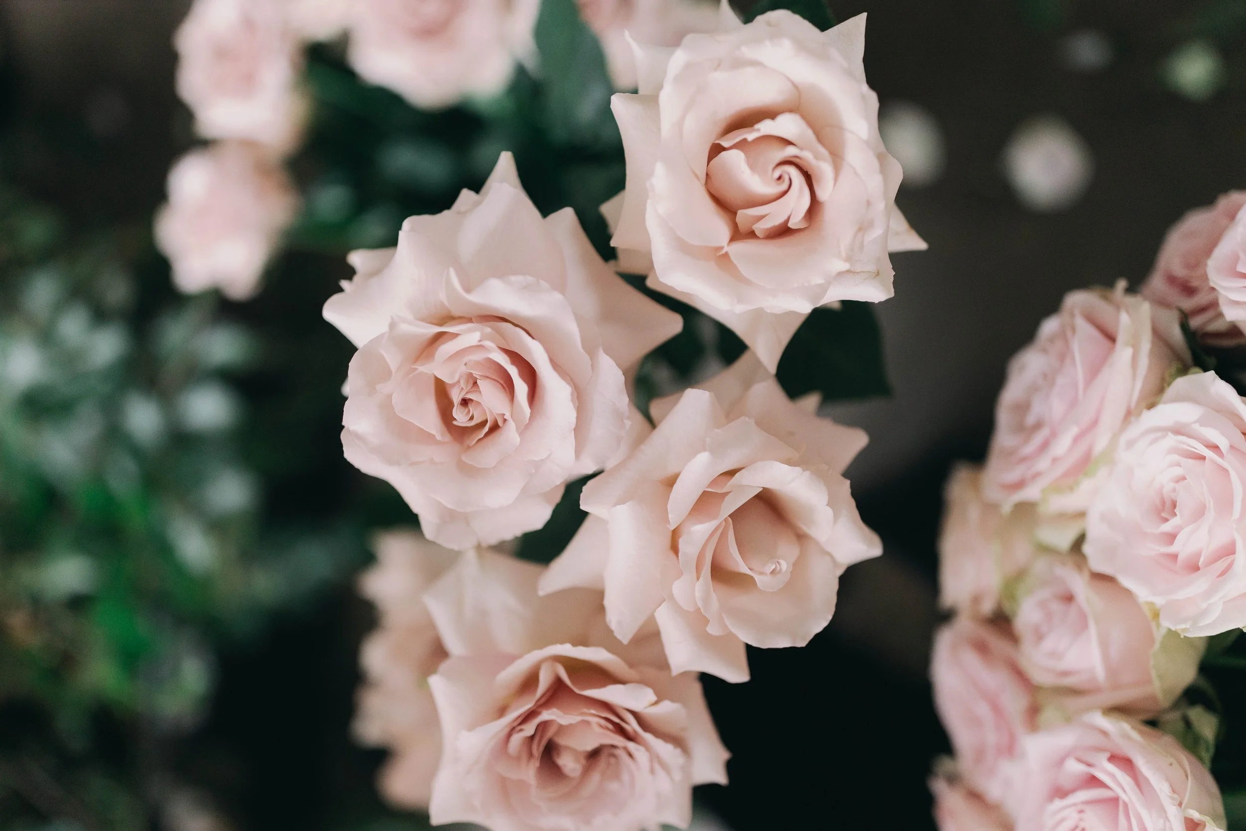 Close-up of several pale pink roses with green leaves in the background.