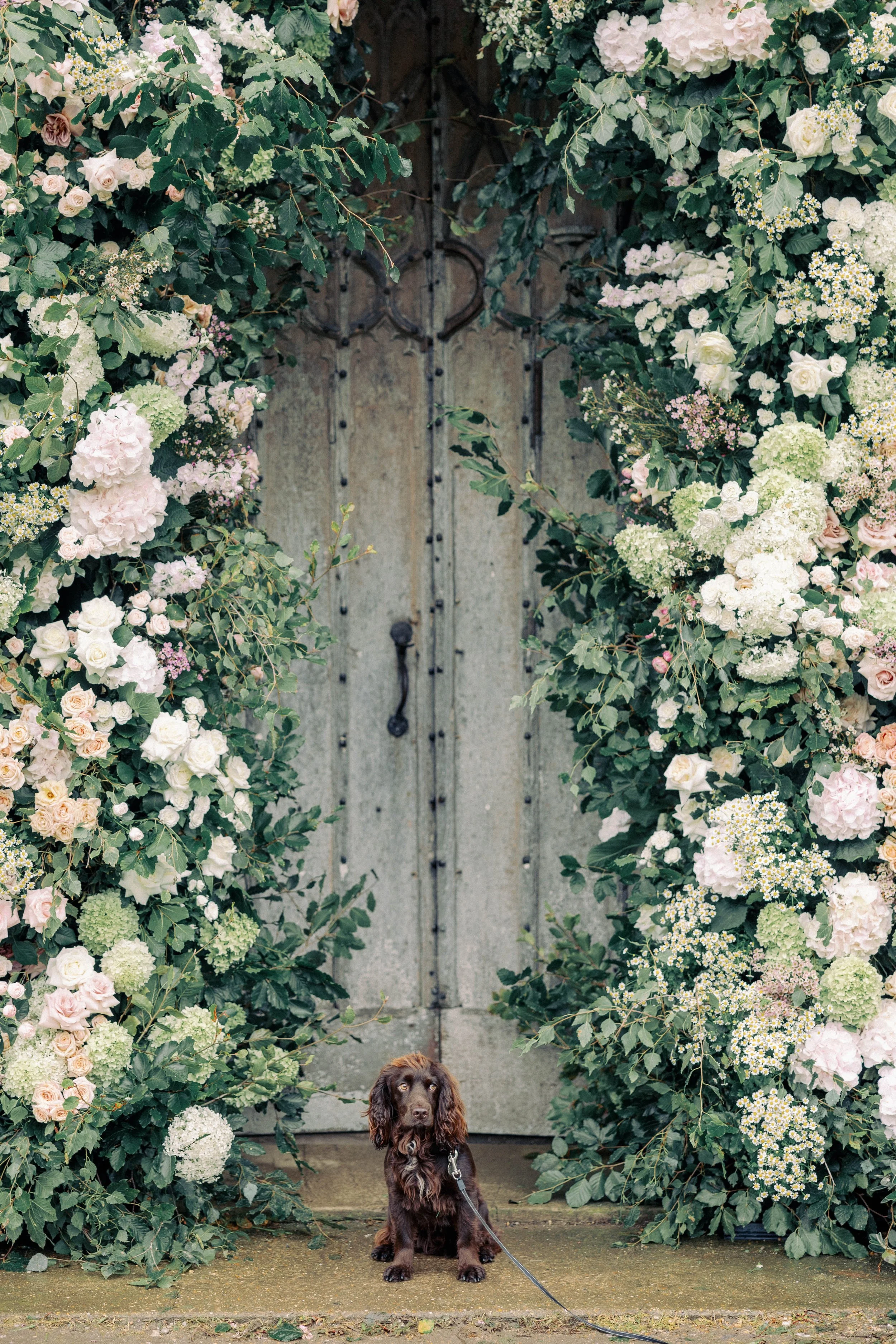 A small brown dog sitting in front of a large, rustic wooden door decorated with a lush floral arch of white, pink, and green flowers and leaves in Norfolk