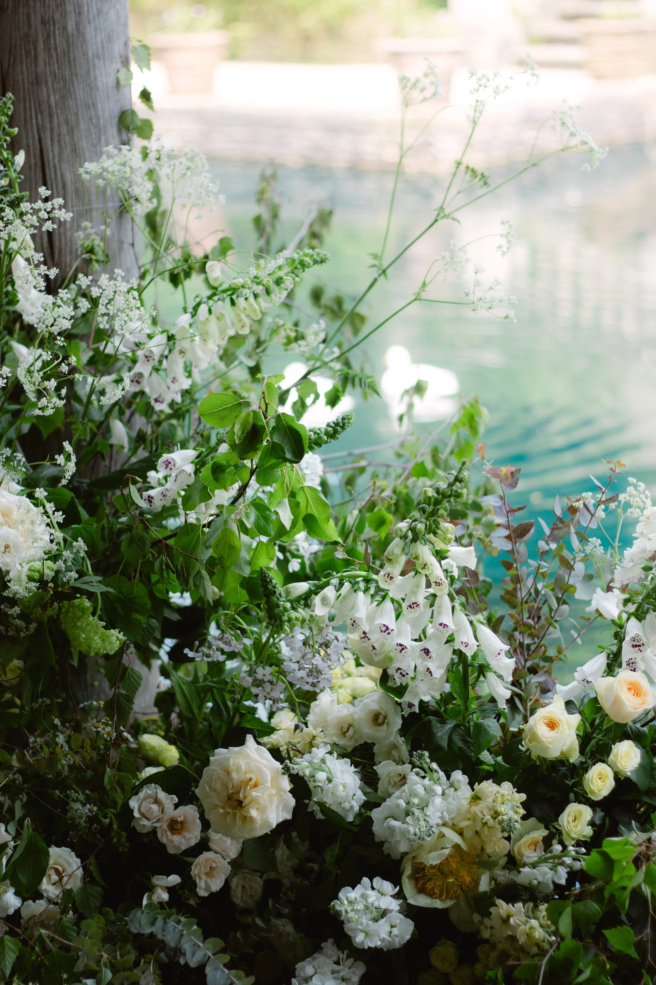 White flowers and green foliage along a riverbank with a white duck swimming in the water in the background.