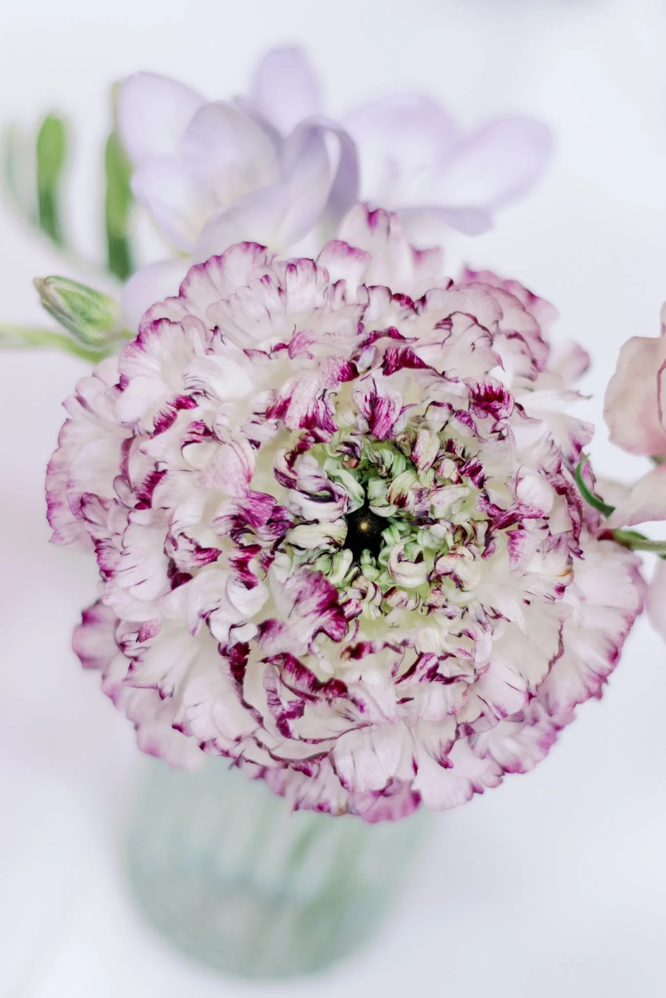 Close-up of a pink and white carnation flower with ruffled petals in a glass vase.