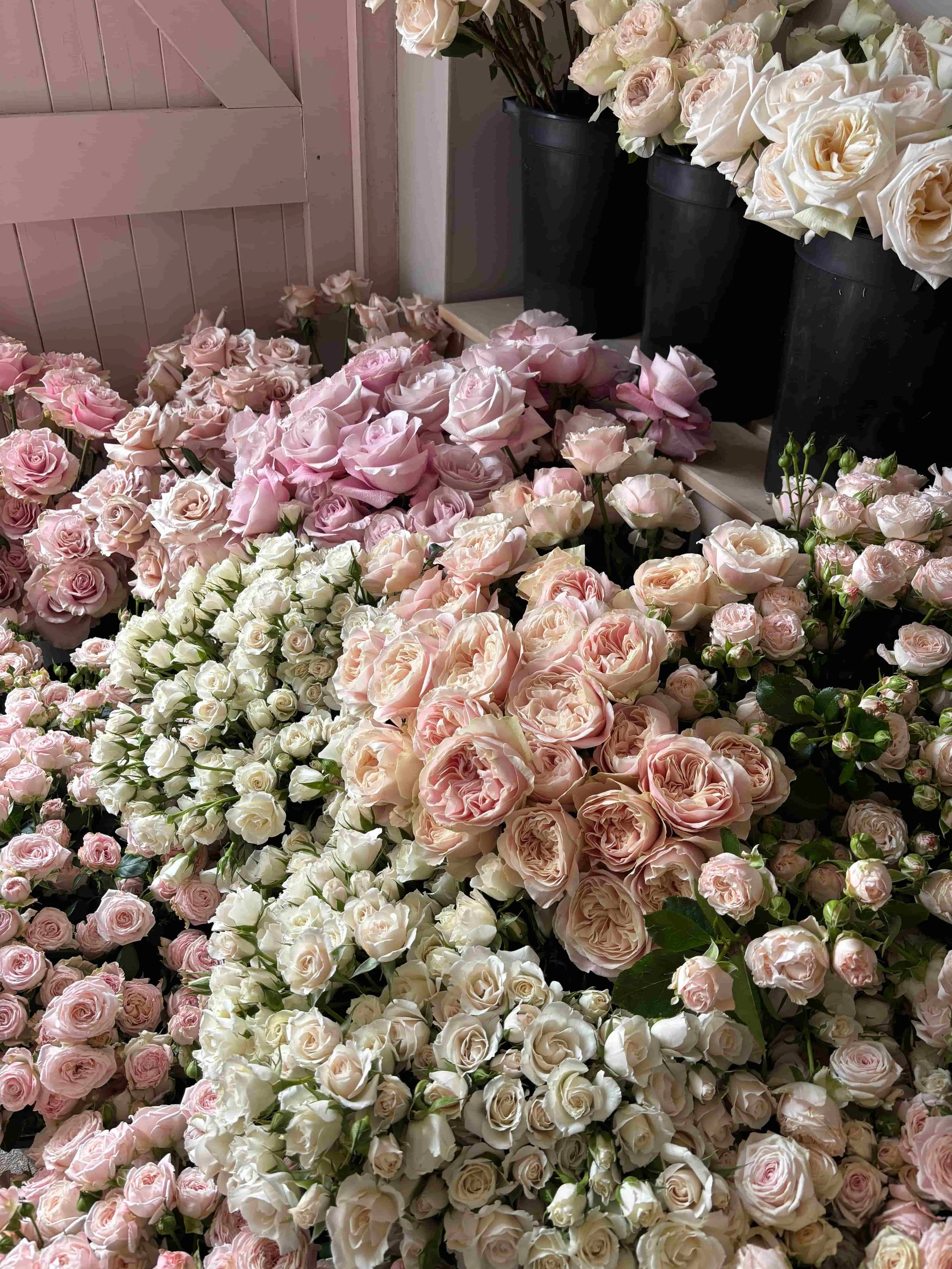 A variety of pink and white roses arranged in buckets, with a pink wall. The Botany House studio in Norfolk. In preparation for Mother's Day bouquet gifting, the best in Norfolk