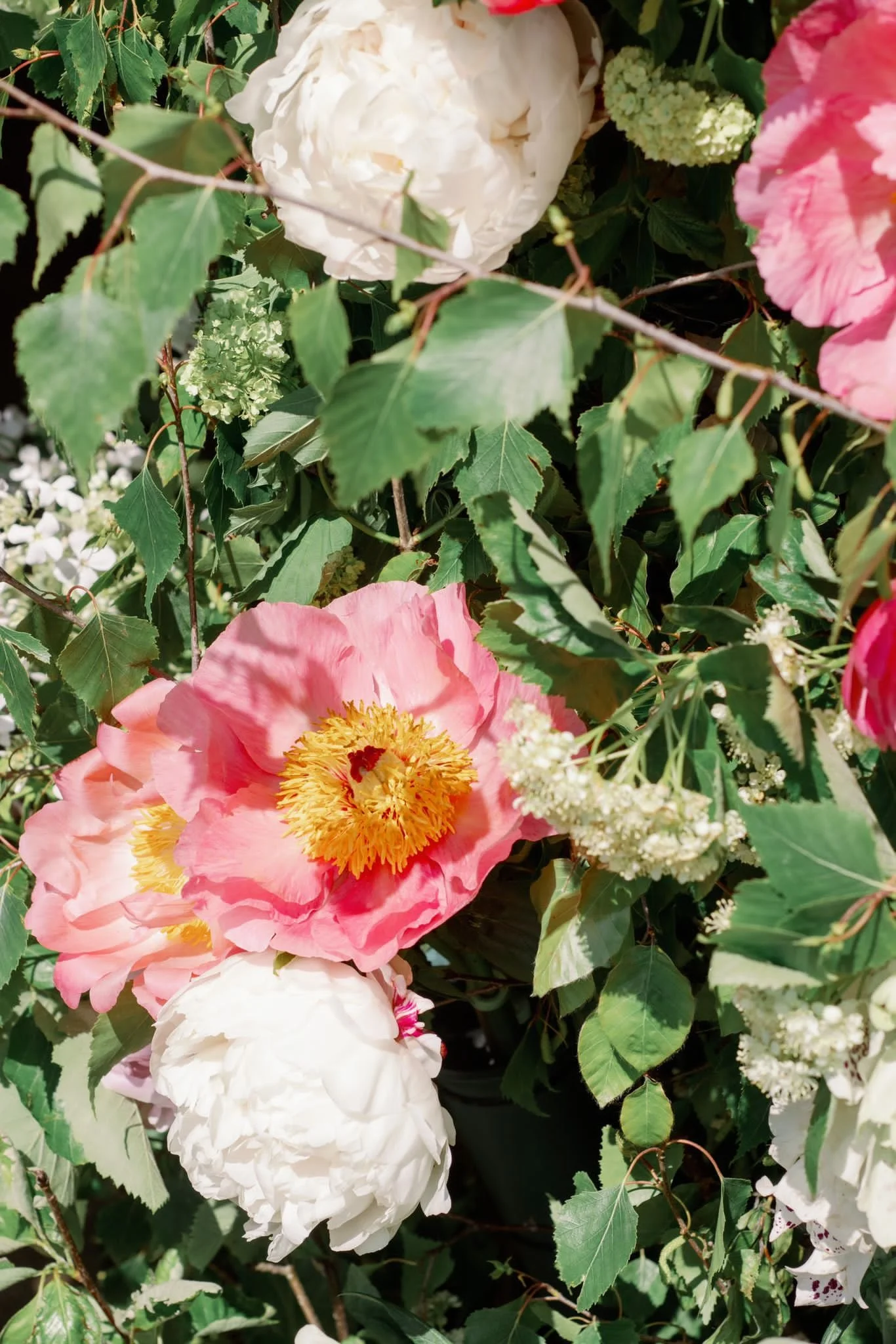 Close-up of pink and white peony flowers with green leaves and small white flowers in the background.