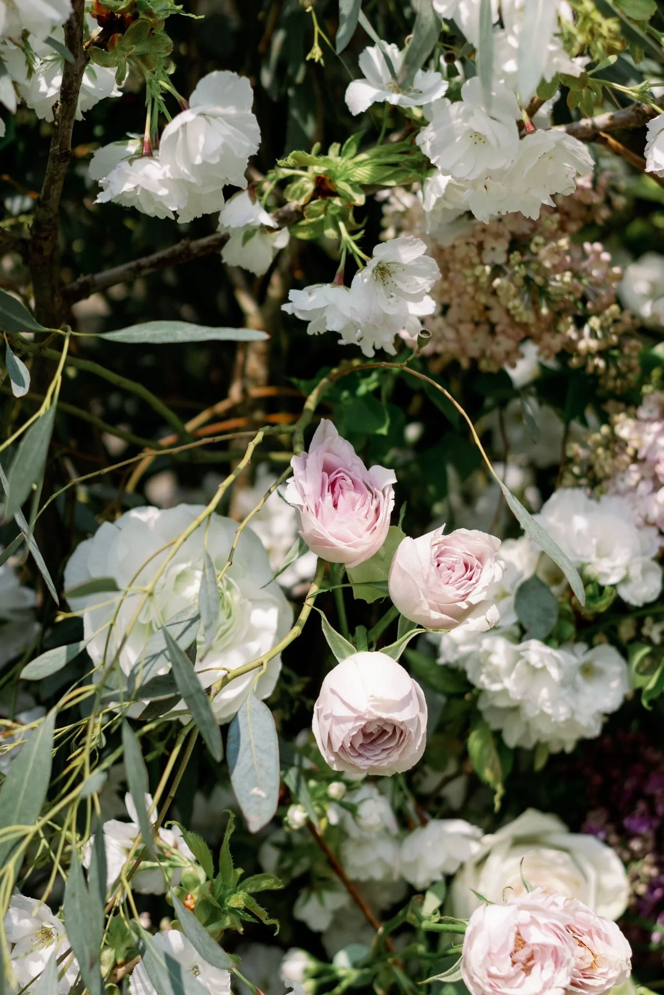 Close-up of white and pale pink roses and white blossoms on a bush.