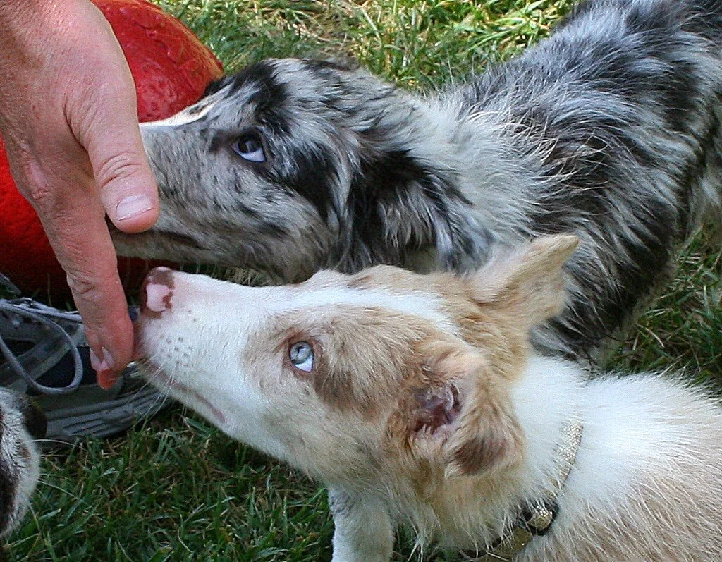 Surrendering A Dog — Clancy's Dream