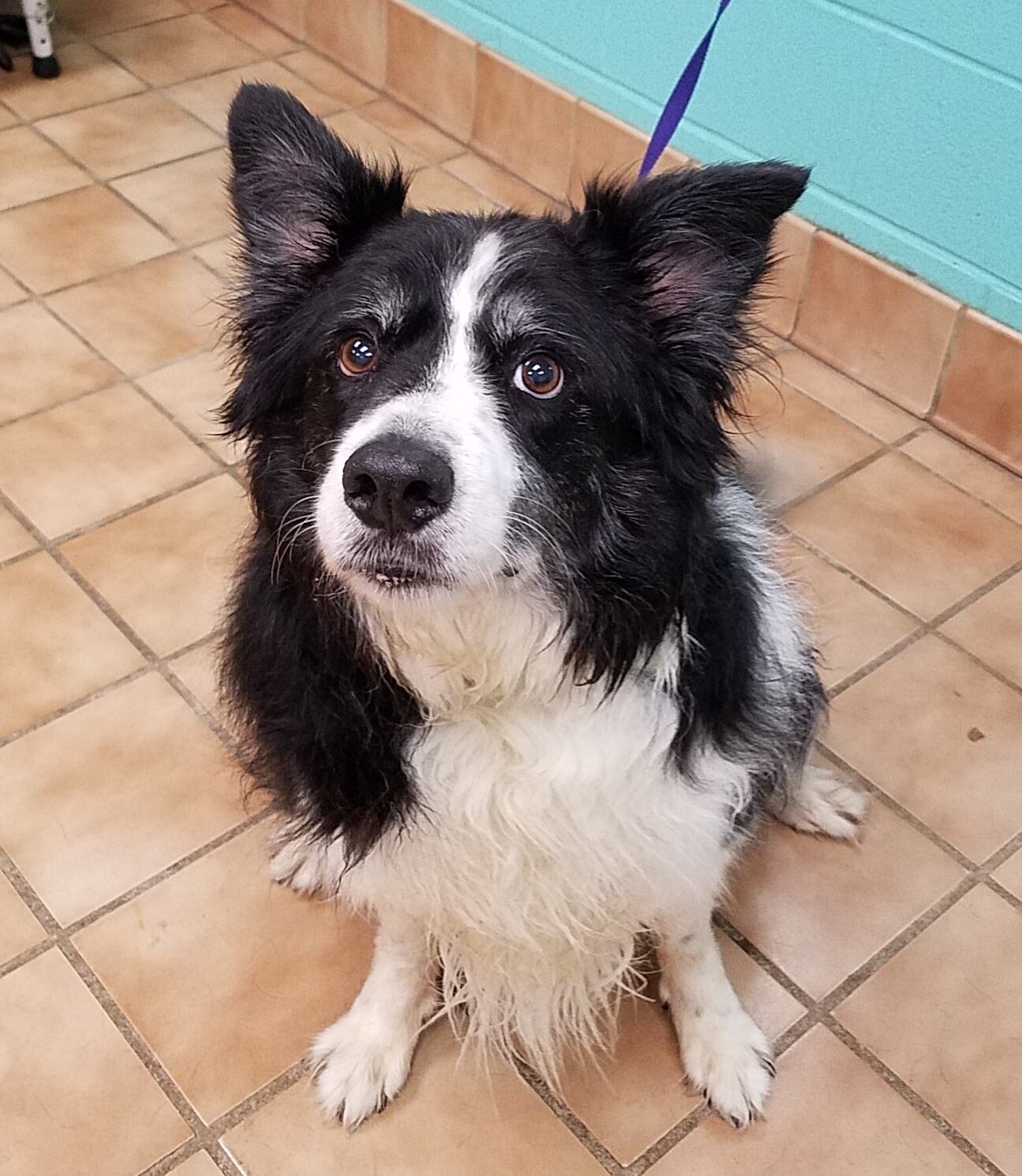 Border Collie Puppies - Animal Kingdom