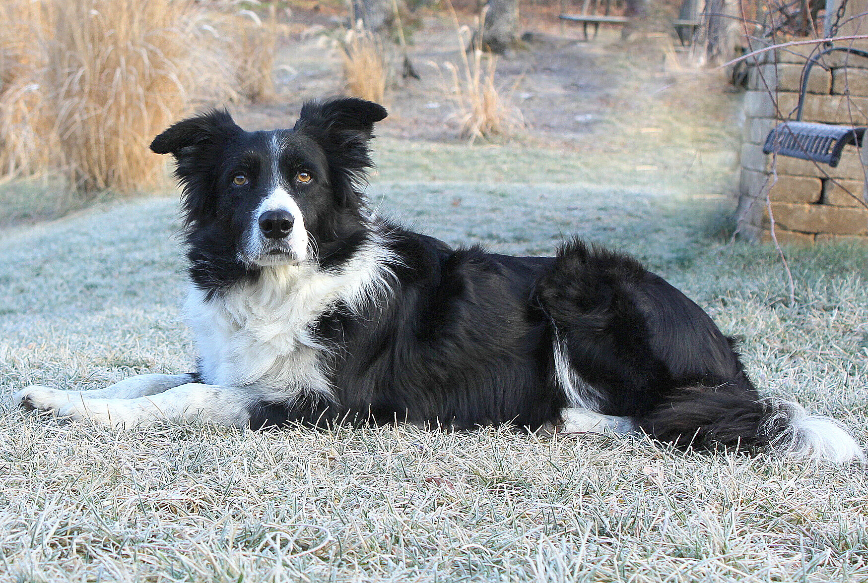 available border collies